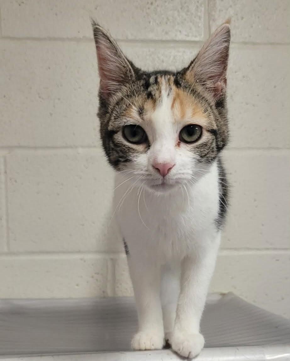 Enlarge Patty, a Adoptable mixed breed in Portsmouth, OH image 4/5