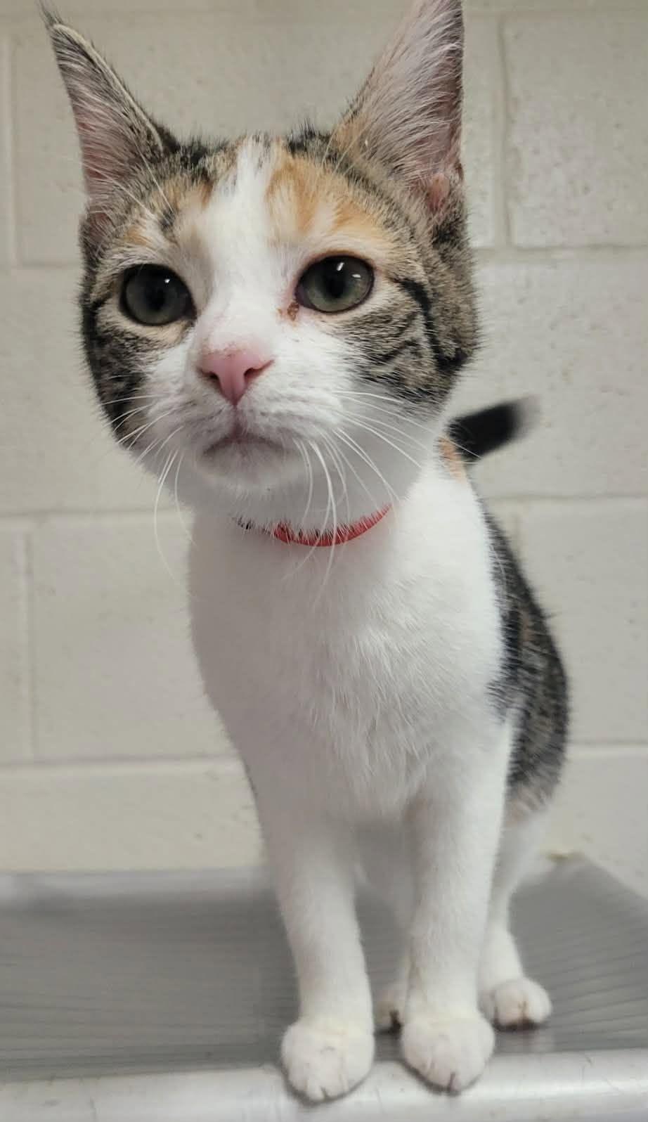 Enlarge Patty, a Adoptable mixed breed in Portsmouth, OH image 2/5