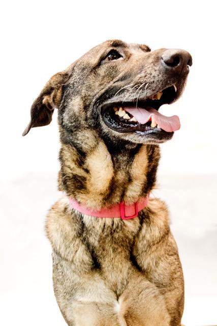 Enlarge Daisy, a Adoptable mixed breed in Conway, AR image 1/2