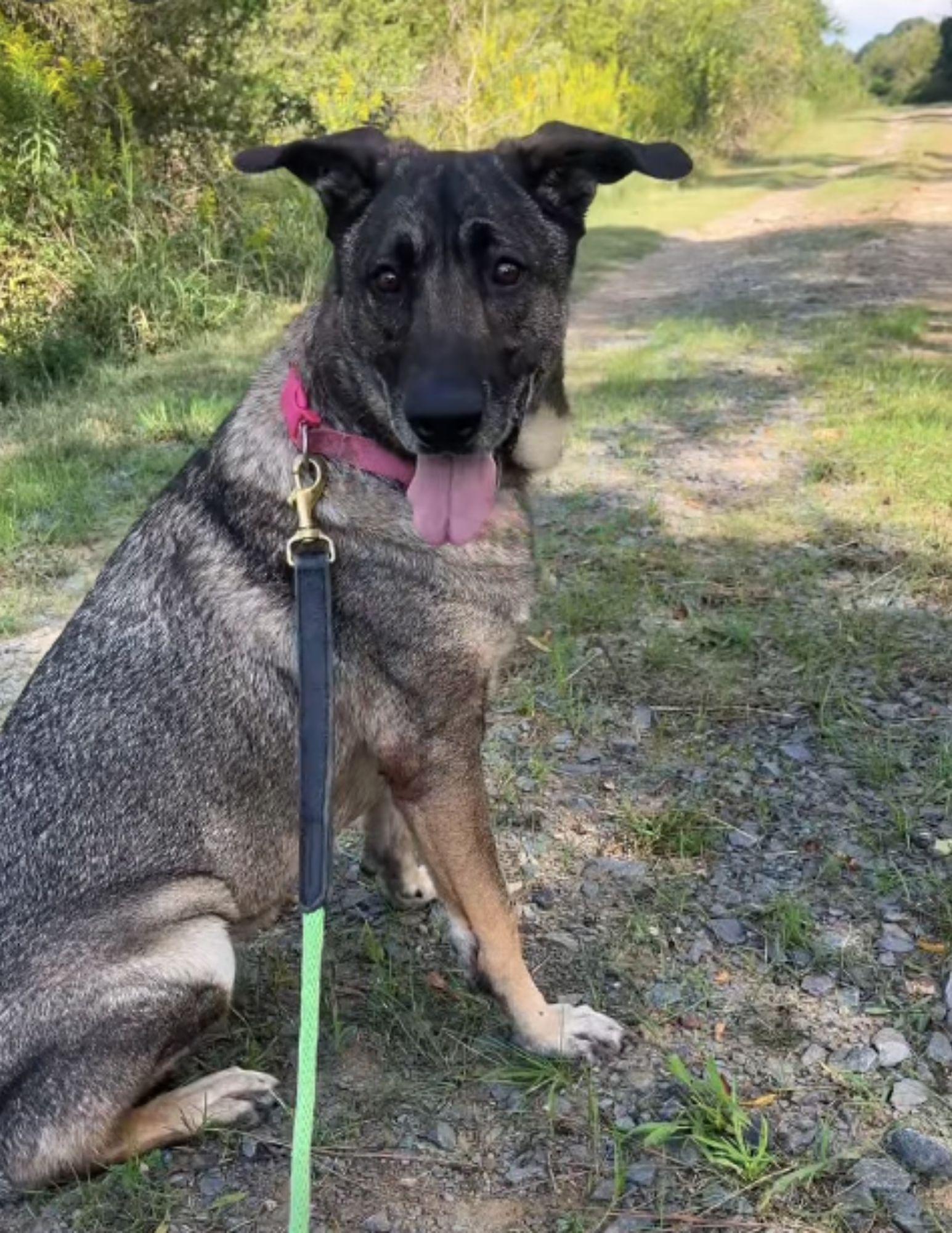 Enlarge Daisy, a Adoptable mixed breed in Conway, AR image 2/2