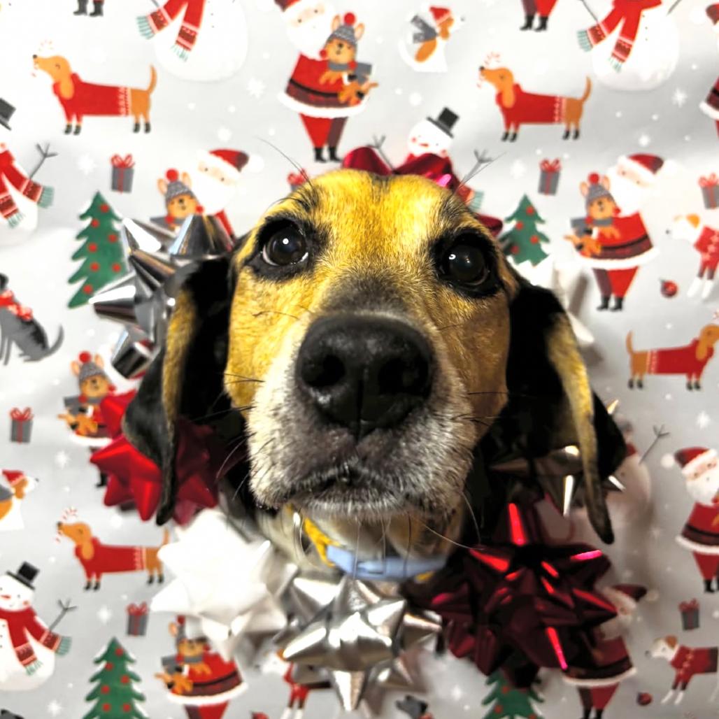 Mama Mistletoe, Adoptable, Adult Female Hound & Mixed Breed.