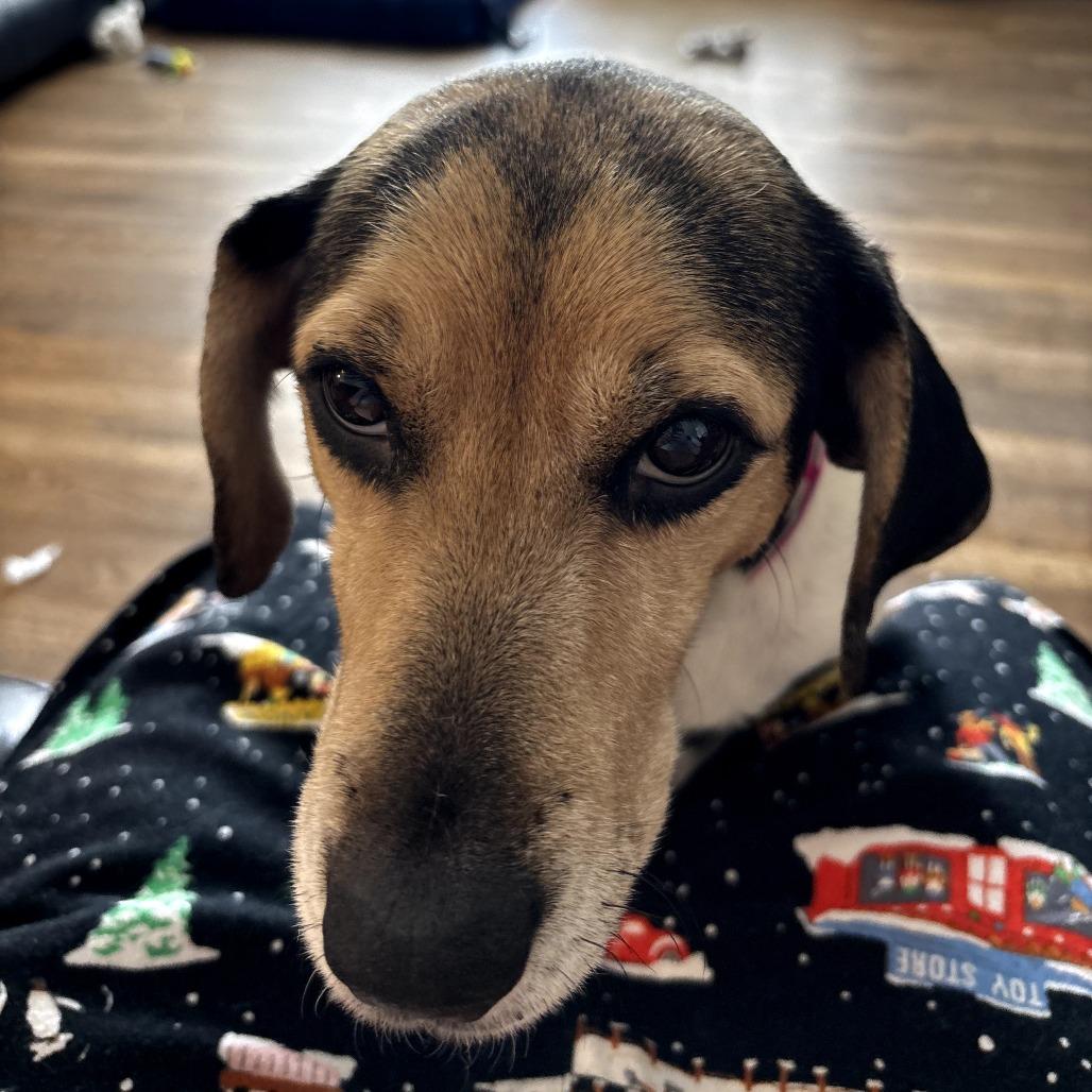 Enlarge Mama Mistletoe, a Adoptable mixed breed in Rockville, MD image 2/6