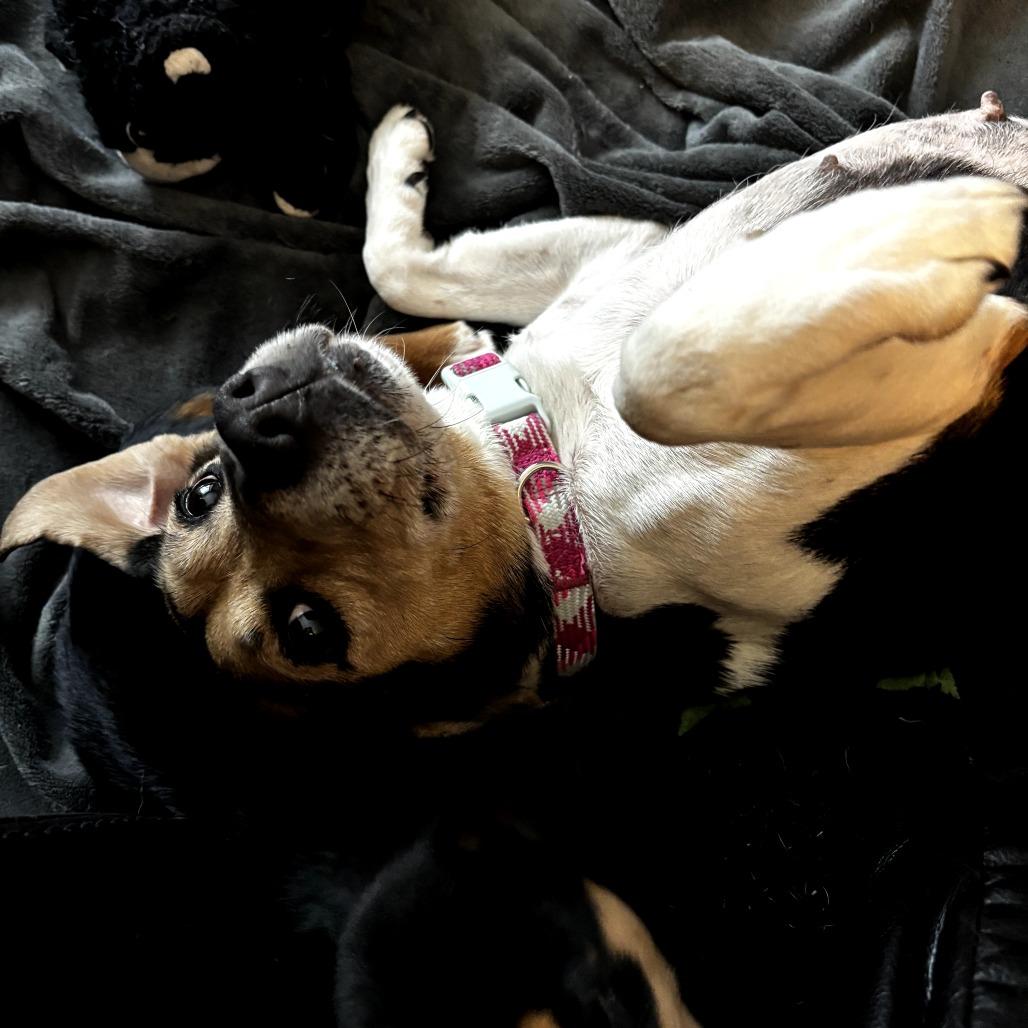 Enlarge Mama Mistletoe, a Adoptable mixed breed in Rockville, MD image 3/6