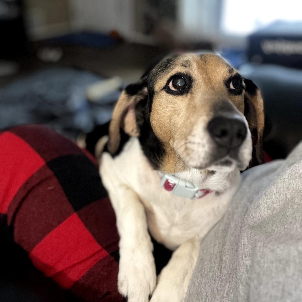 Enlarge Mama Mistletoe, a Adoptable mixed breed in Rockville, MD image 4/6