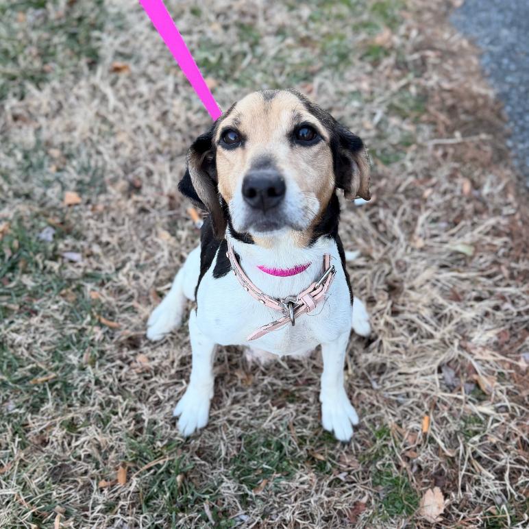 Enlarge Mama Mistletoe, a Adoptable mixed breed in Rockville, MD image 2/3