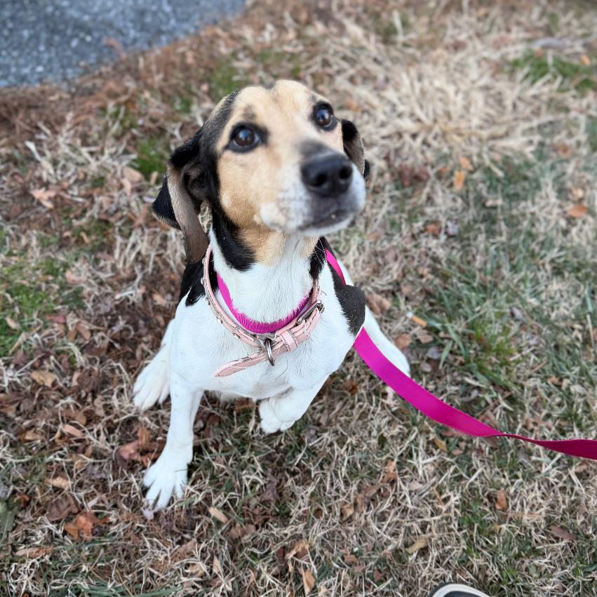 Enlarge Mama Mistletoe, a Adoptable mixed breed in Rockville, MD image 3/3
