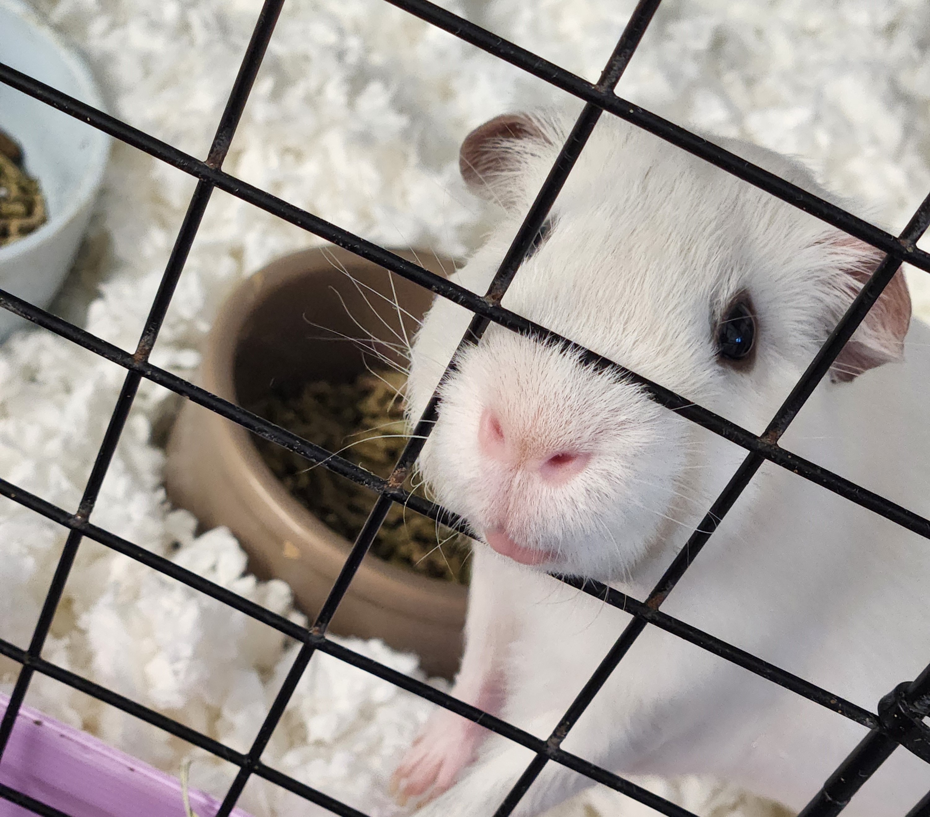 Truffles & PuffBall, Adopted, Adult Male Short-Haired & Silkie / Sheltie.