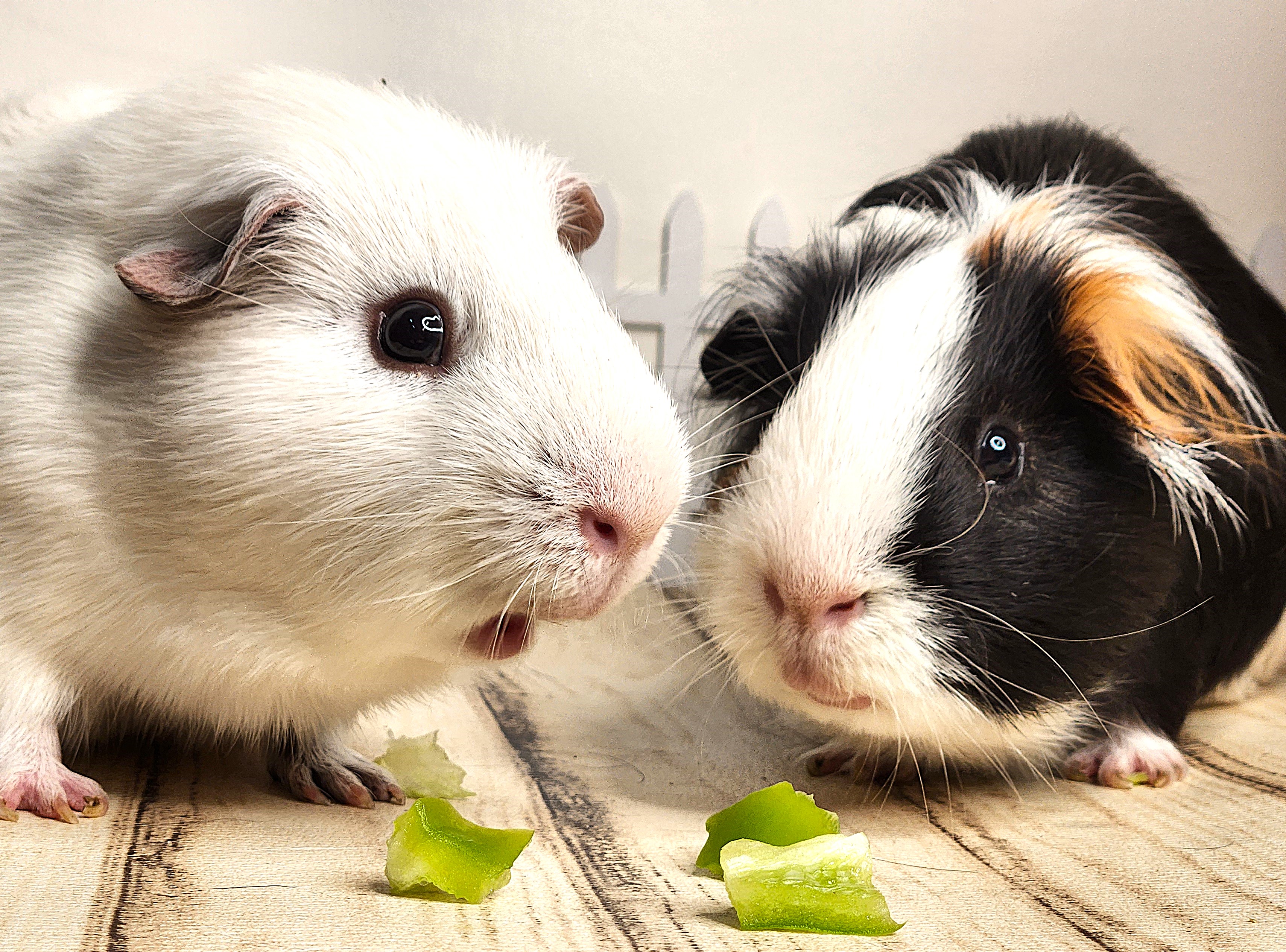Enlarge Truffles & PuffBall, a Adopted mixed breed in Angleton, TX image 2/4