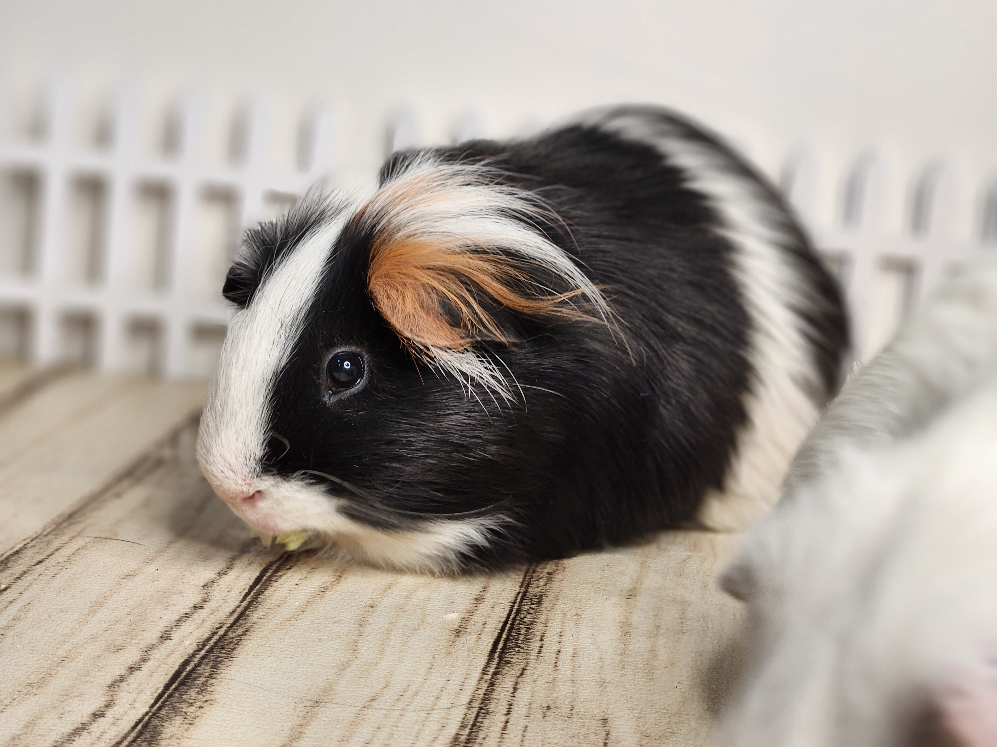 Enlarge Truffles & PuffBall, a Adopted mixed breed in Angleton, TX image 3/4