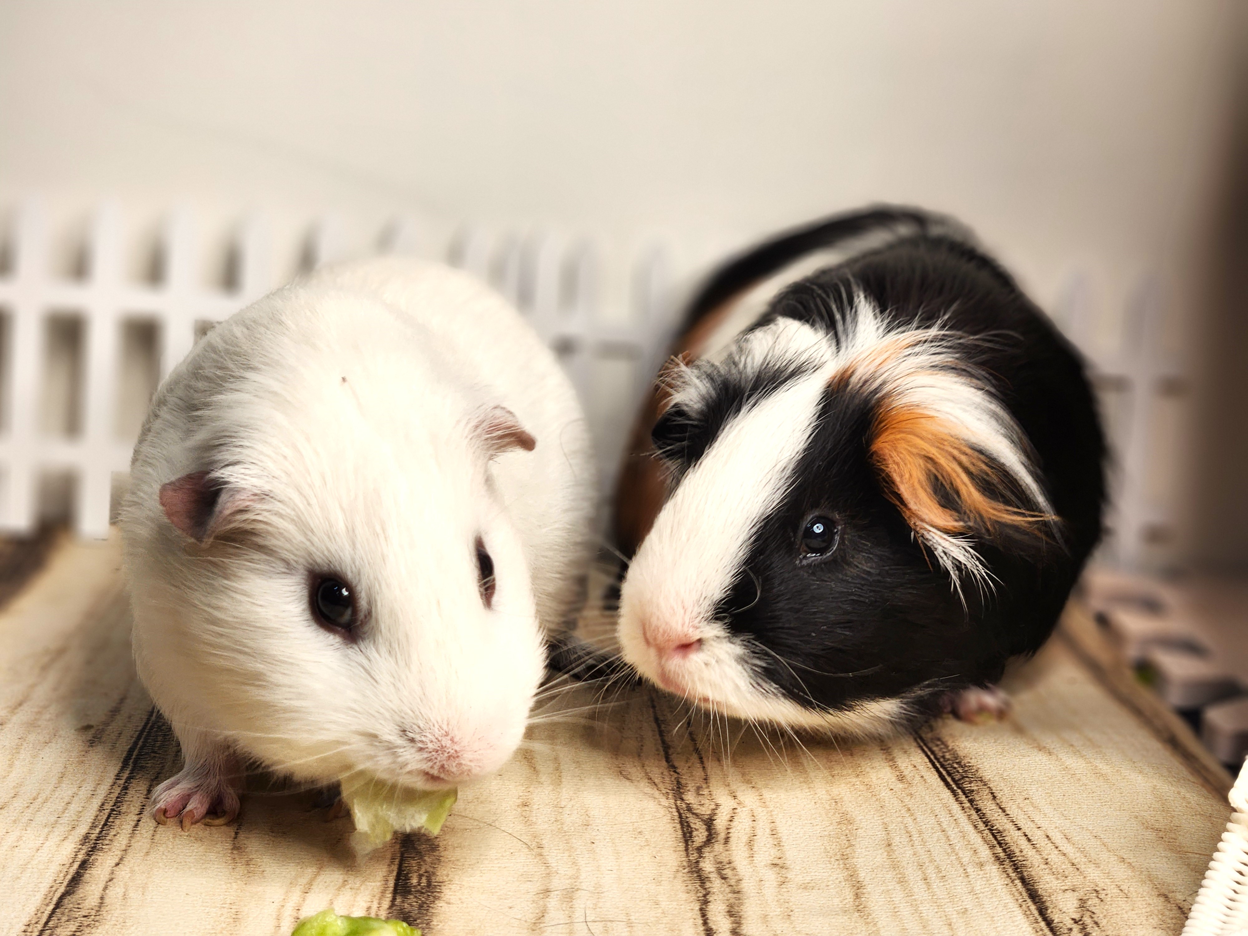 Enlarge Truffles & PuffBall, a Adopted mixed breed in Angleton, TX image 4/4