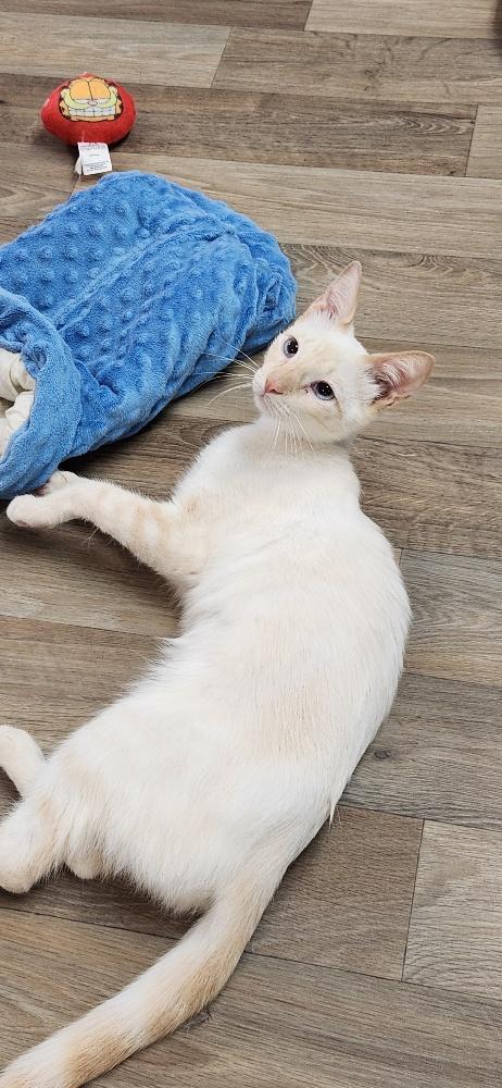 Cat 27520 (Samantha), Adoptable, Young Female Siamese.