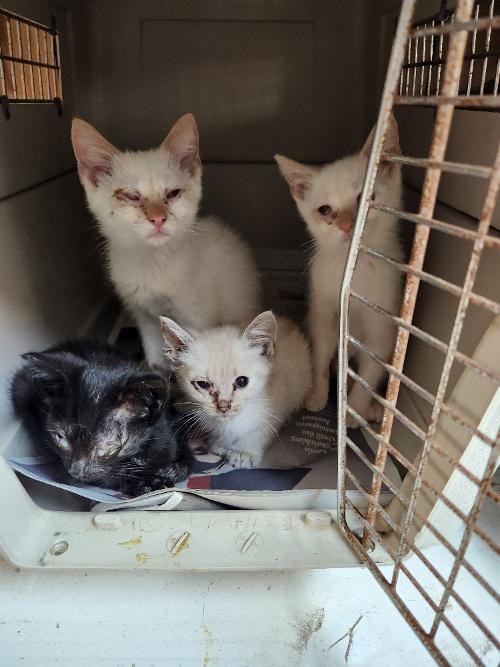 Cat 27520 (Samantha)