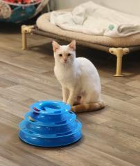 Cat 27520 (Samantha), a Adoptable mixed breed in Parlier, CA image 3/5