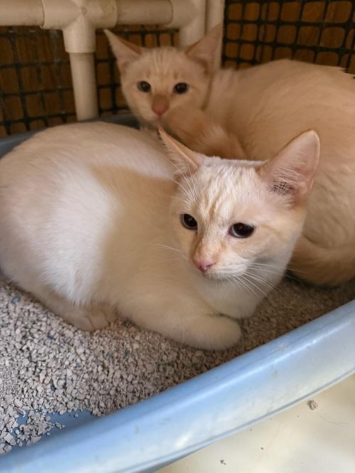 Cat 27520 (Samantha), a Adoptable mixed breed in Parlier, CA image 4/5