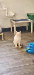 Cat 27520 (Samantha), a Adoptable mixed breed in Parlier, CA image 5/5