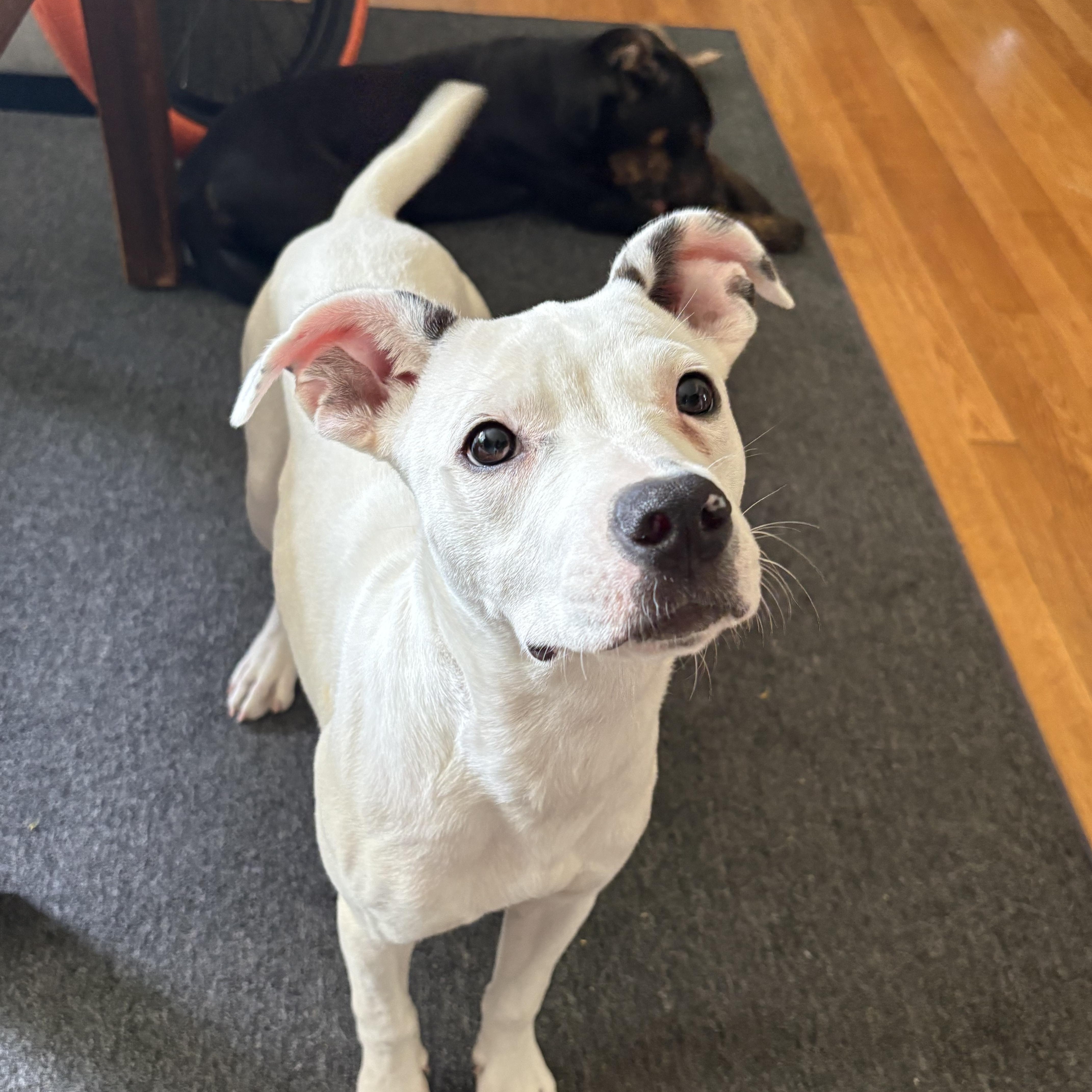 Baby Spice, ADOPTABLE, Young Female Pit Bull Terrier.