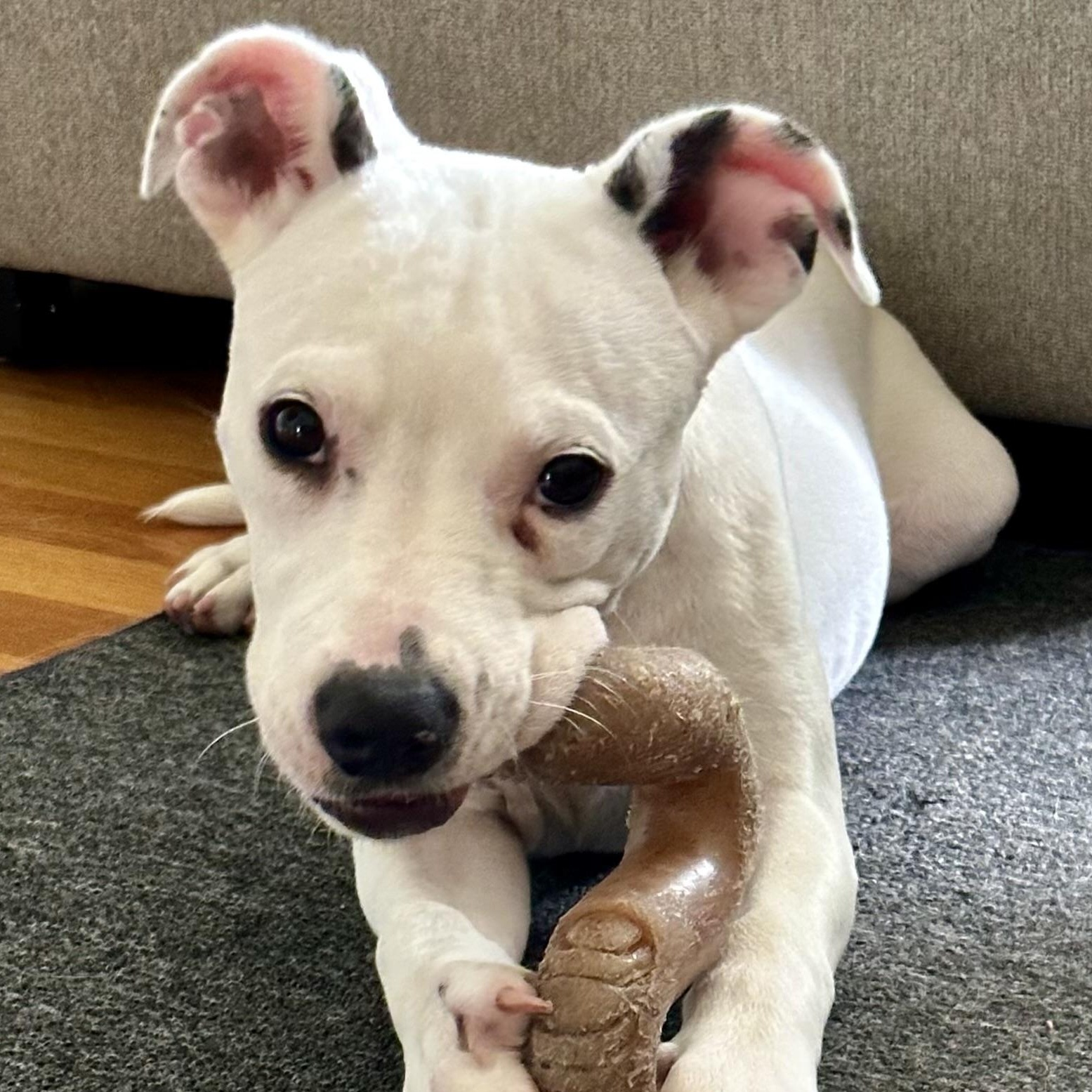 Baby Spice, a ADOPTABLE mixed breed in Richmond, VA image 3/6
