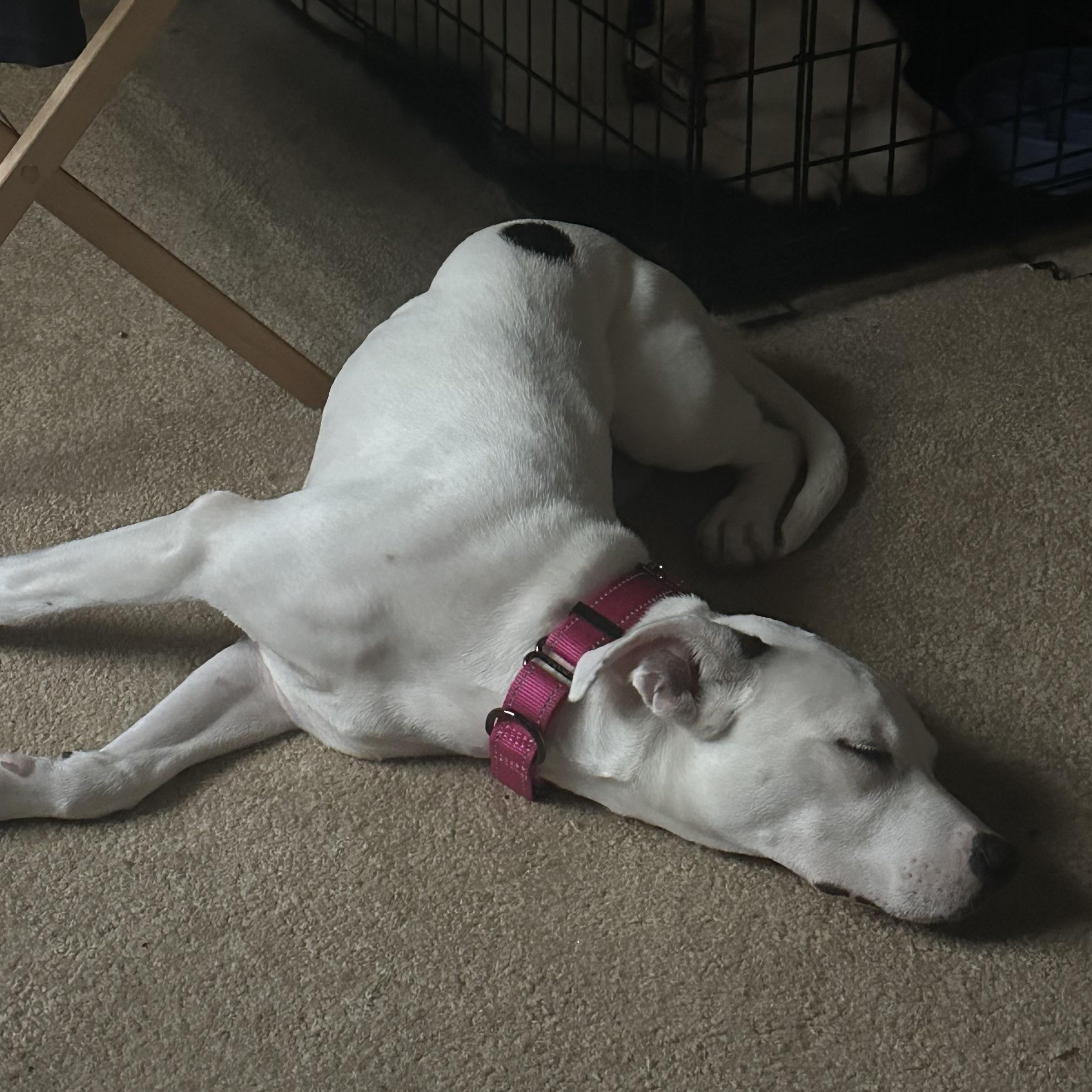 Baby Spice, a ADOPTABLE mixed breed in Richmond, VA image 4/6