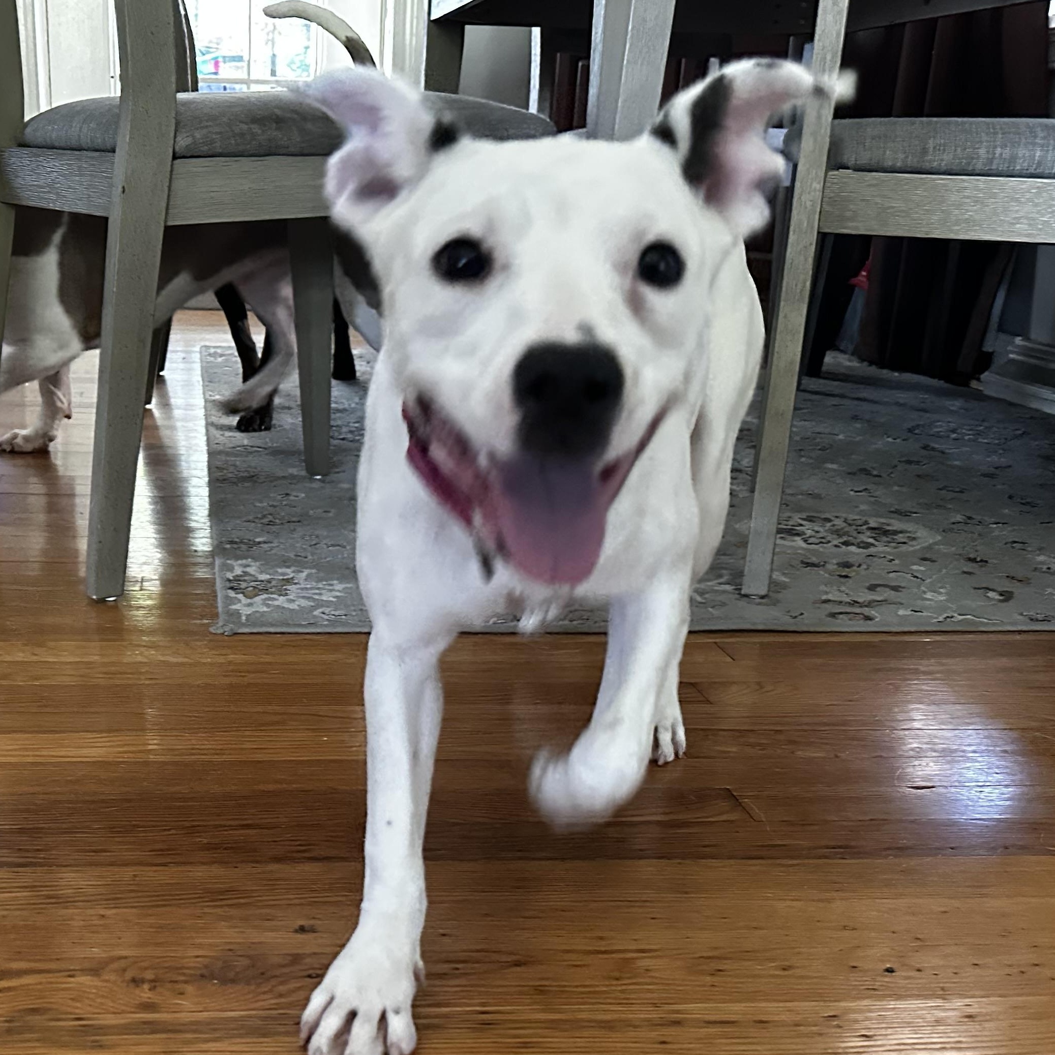 Baby Spice, a ADOPTABLE mixed breed in Richmond, VA image 5/6