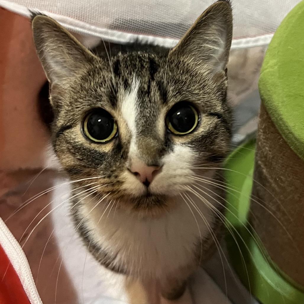 Enlarge Kitty Meow, a Adoptable American Shorthair in Oceanside, NY image 1/1