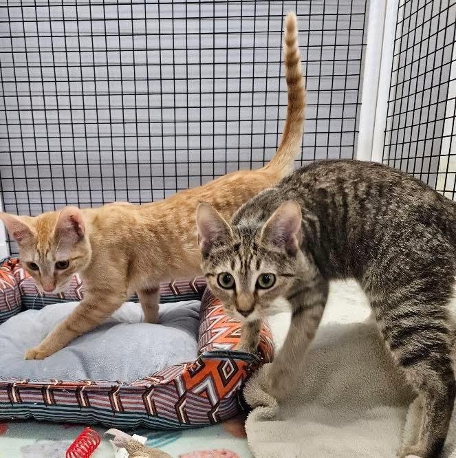 Enlarge Wren + Cheese, an adopted Domestic Short Hair in Frederick, MD image 3/5