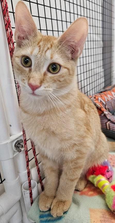 Enlarge Wren + Cheese, an adopted Domestic Short Hair in Frederick, MD image 4/5