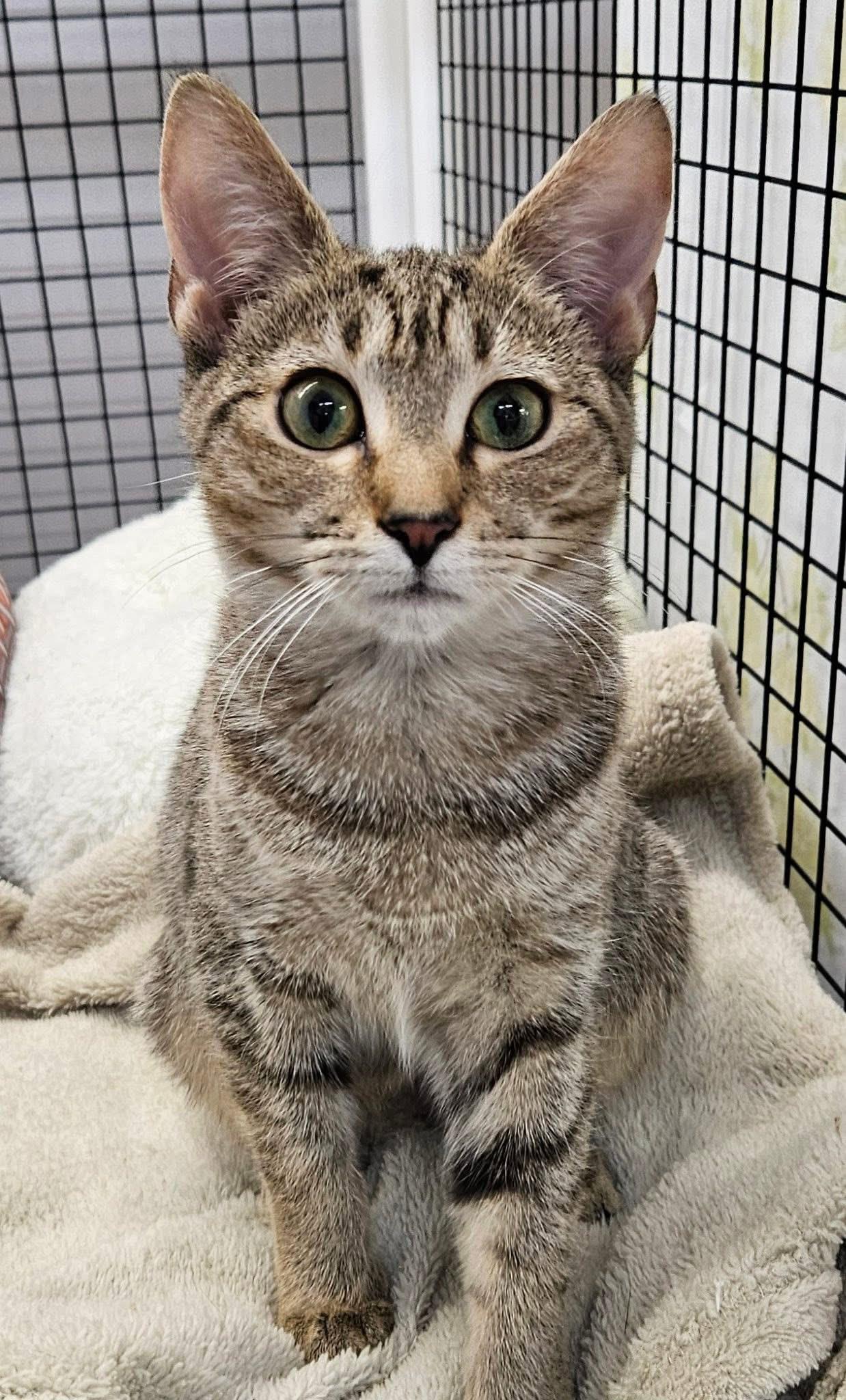 Enlarge Wren + Cheese, an adopted Domestic Short Hair in Frederick, MD image 2/5