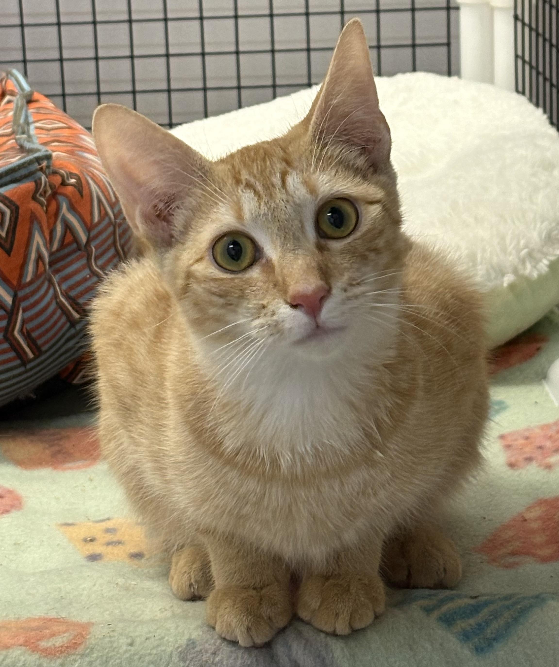Enlarge Wren + Cheese, an adopted Domestic Short Hair in Frederick, MD image 5/5