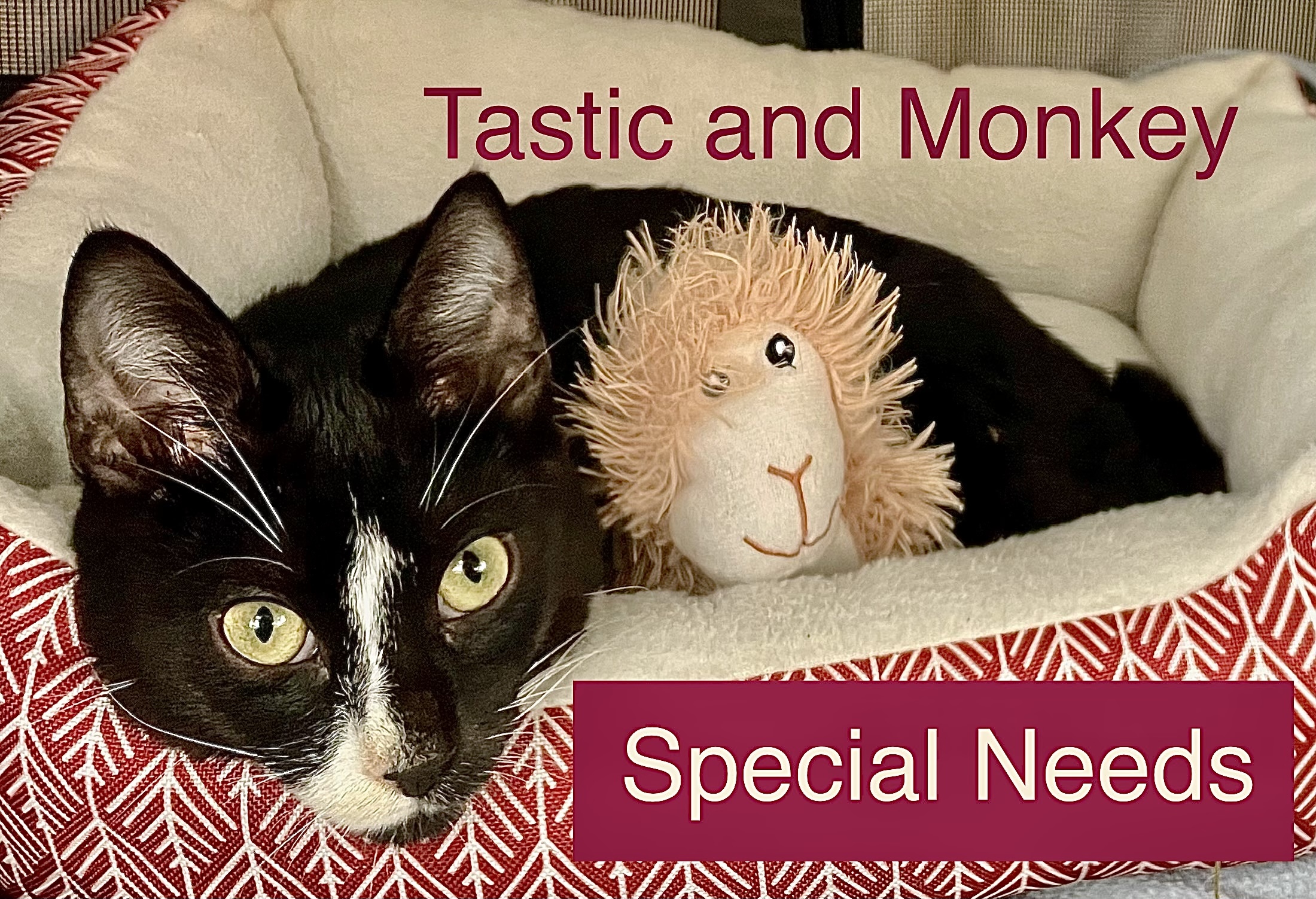 Enlarge Tastic, a Adoptable Tuxedo in Vallejo, CA image 1/2