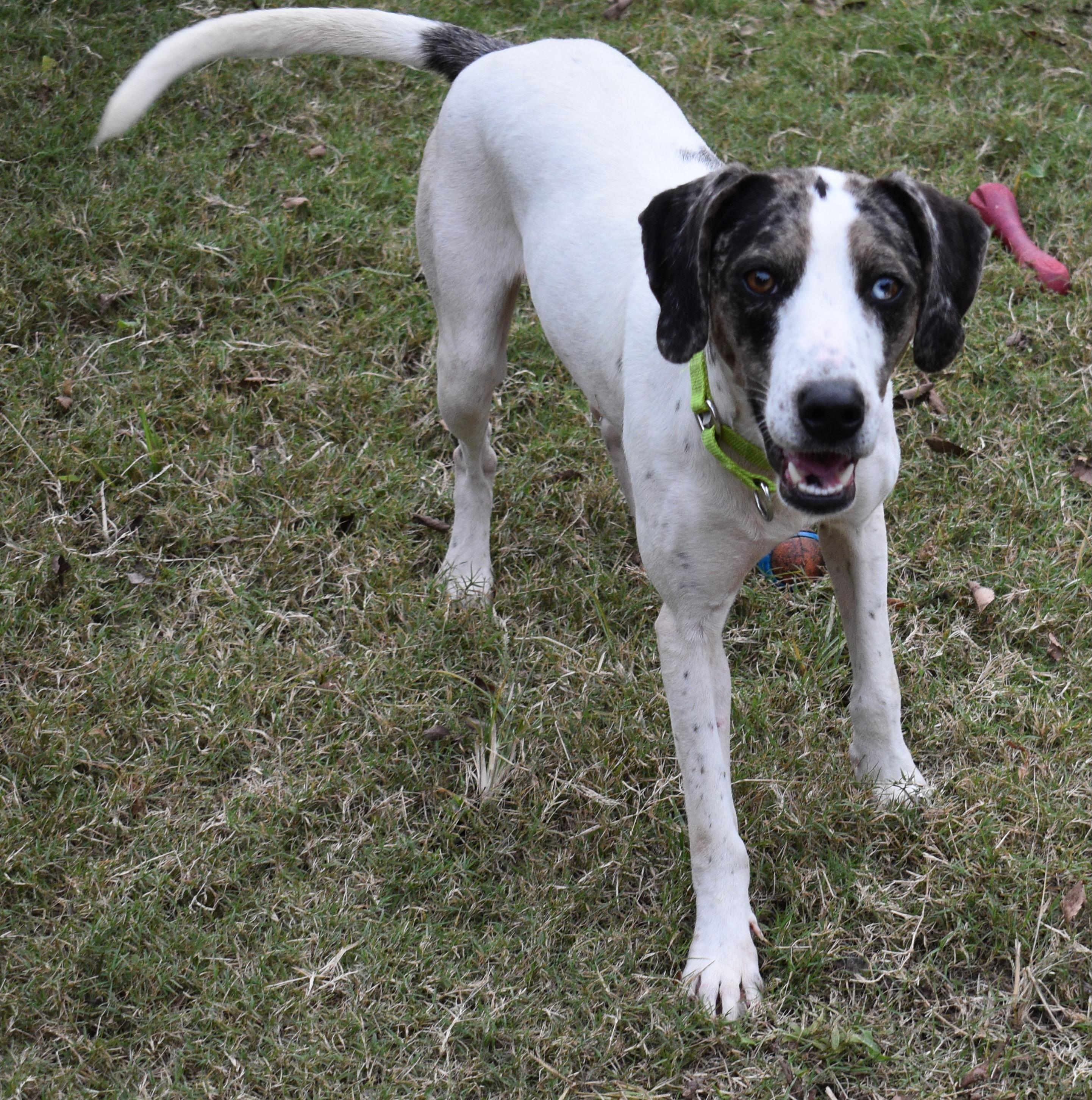Enlarge STAR, a Adoptable mixed breed in Edisto Island, SC image 1/6