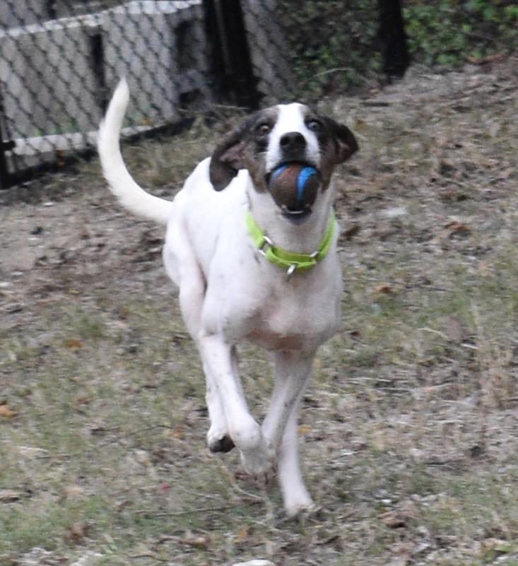 Enlarge STAR, a Adoptable mixed breed in Edisto Island, SC image 3/6