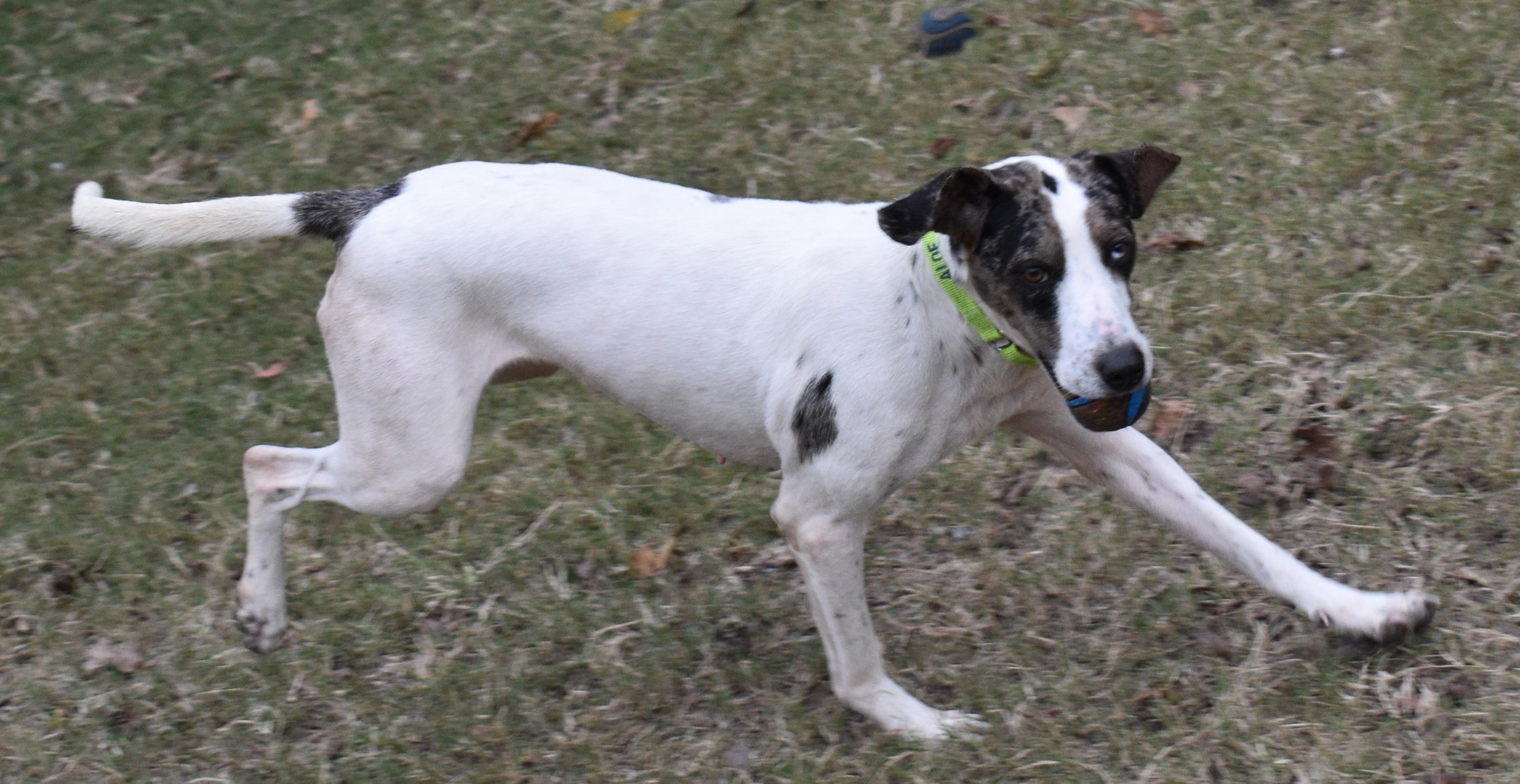 Enlarge STAR, a Adoptable mixed breed in Edisto Island, SC image 2/6