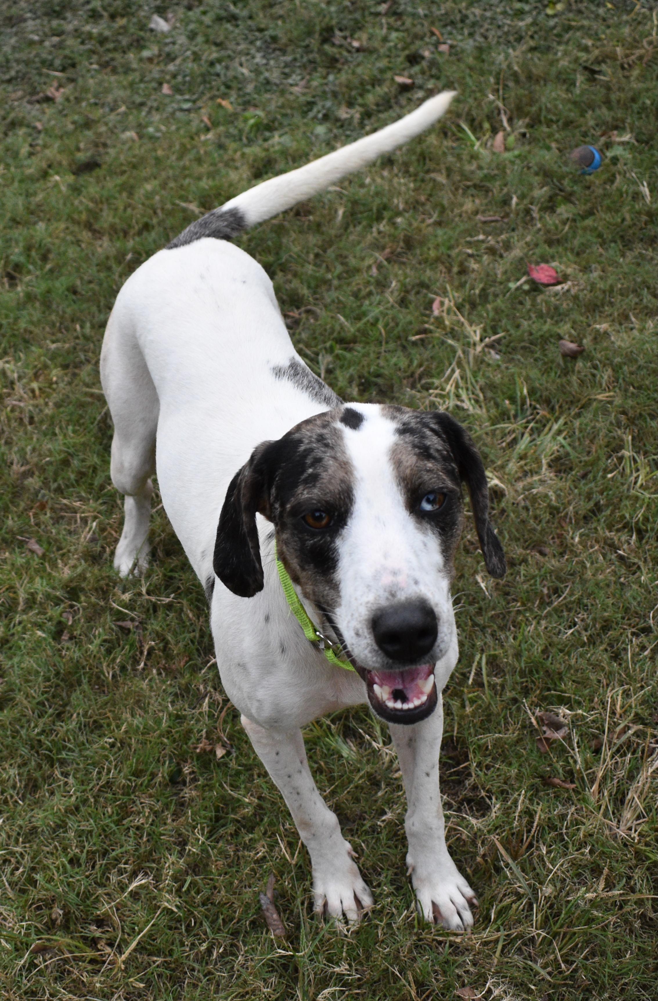 Enlarge STAR, a Adoptable mixed breed in Edisto Island, SC image 4/6