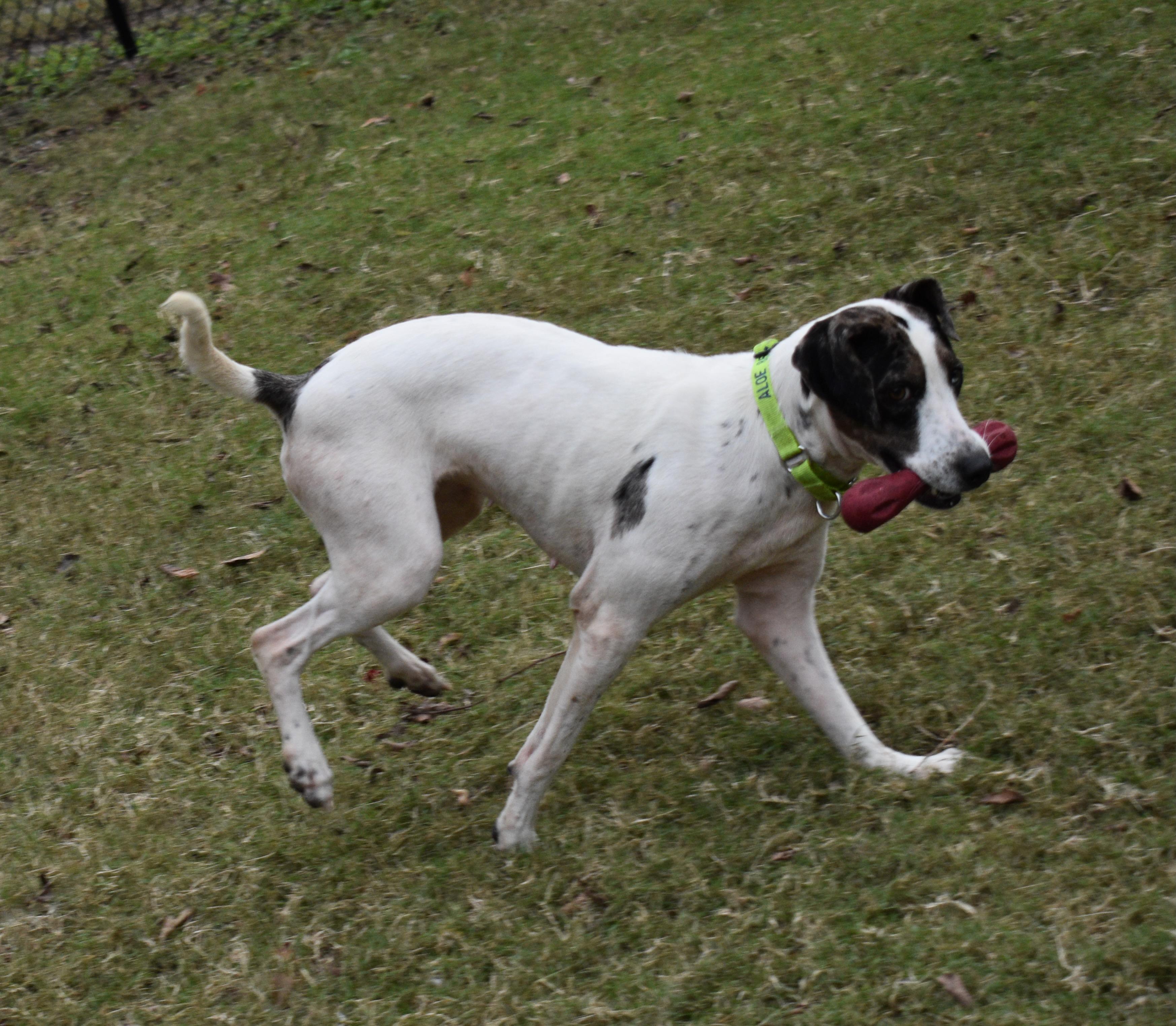 Enlarge STAR, a Adoptable mixed breed in Edisto Island, SC image 6/6