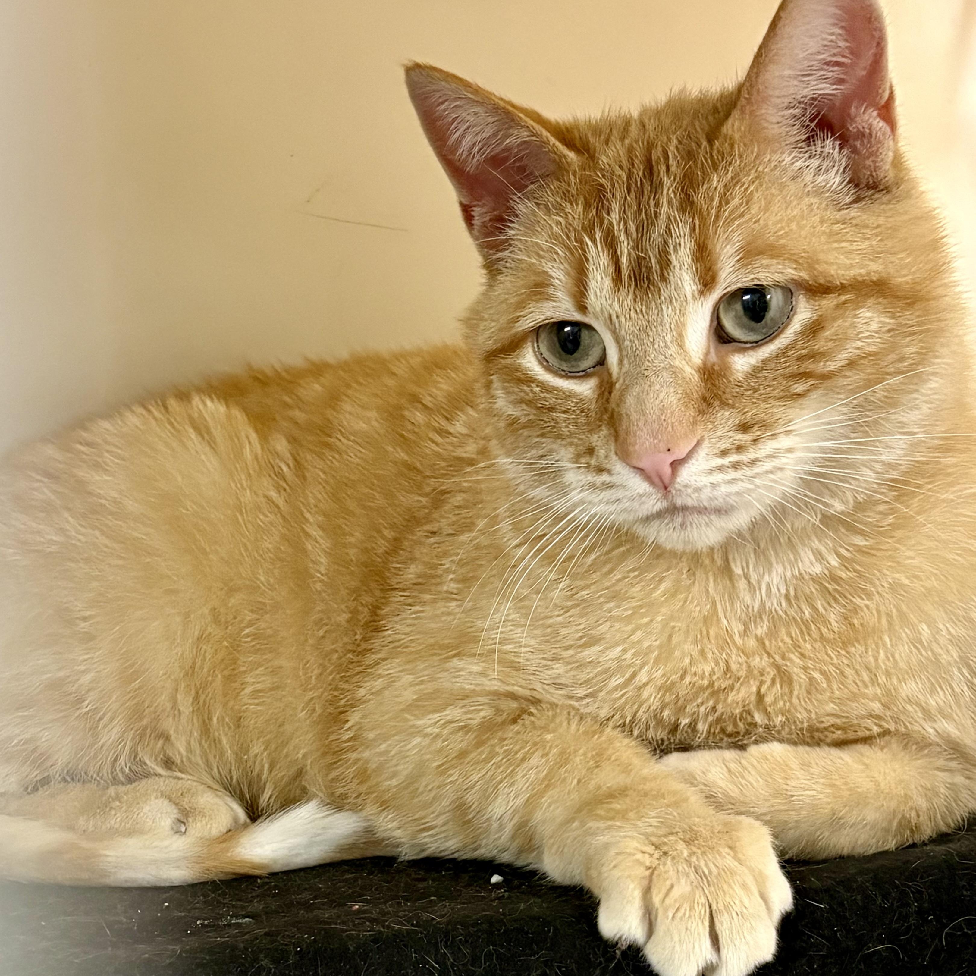 Enlarge Blaze , an adopted mixed breed in Charles City, IA image 3/5