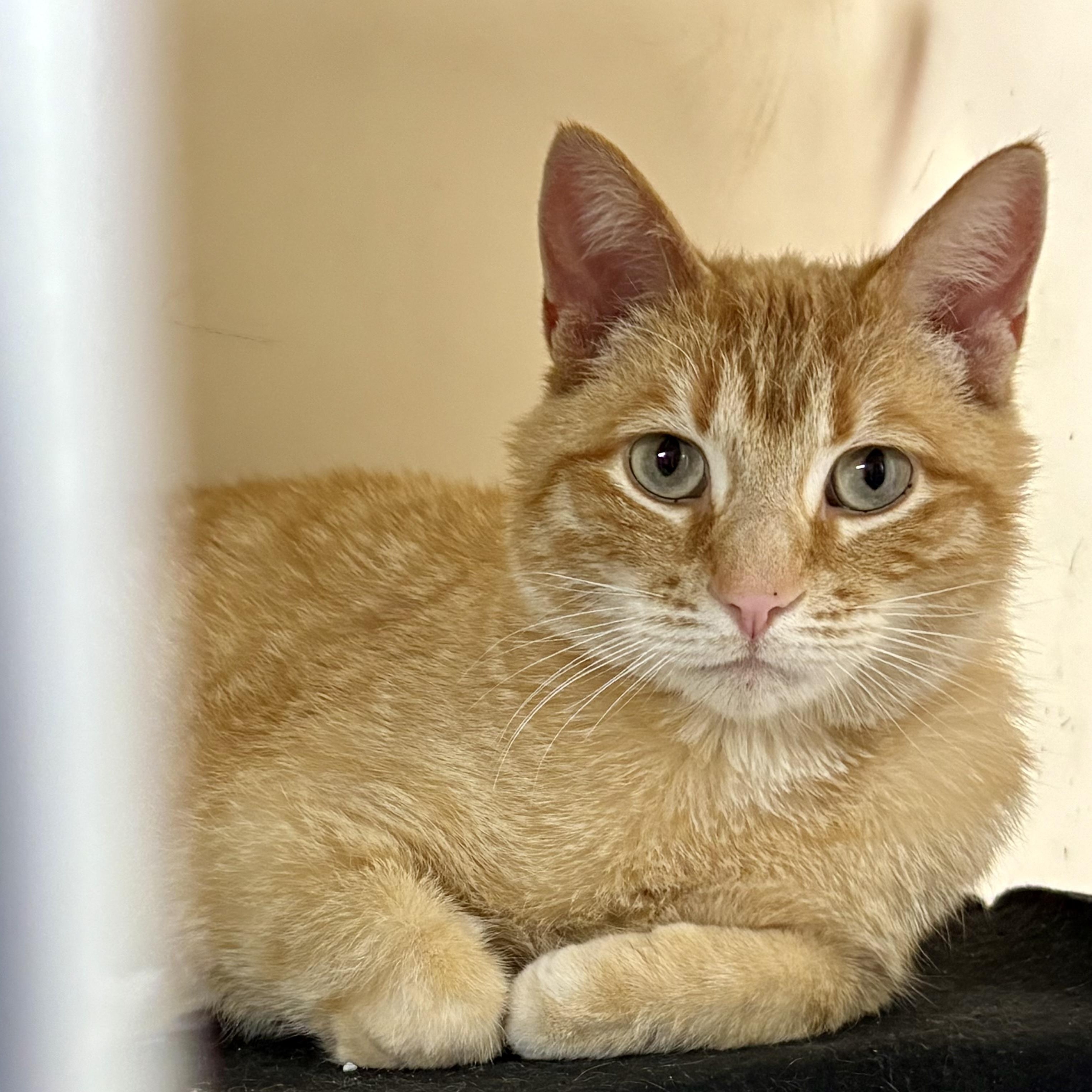 Blaze , ADOPTABLE, Adult Male Domestic Short Hair & Tabby.
