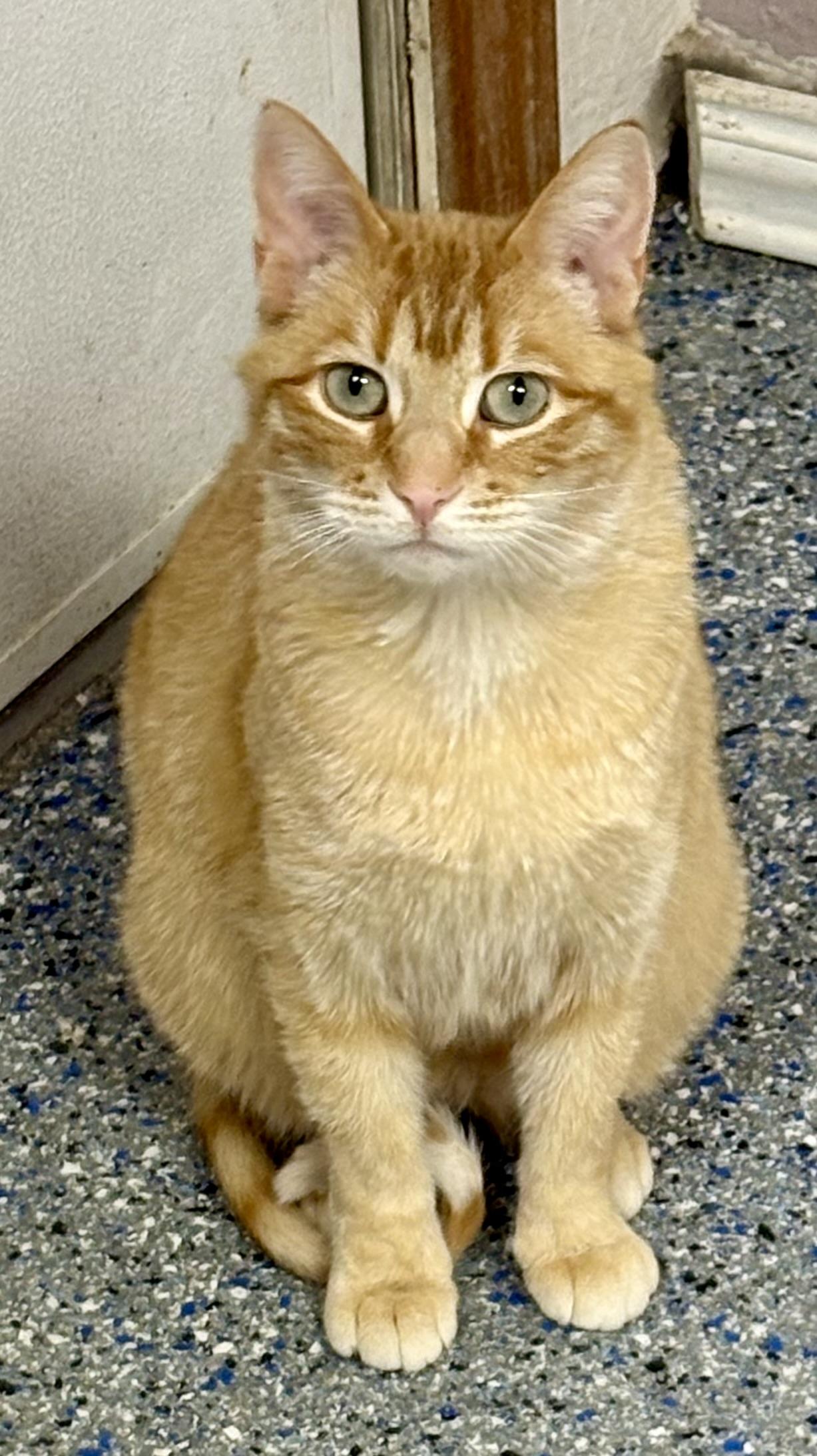 Enlarge Blaze , an adopted mixed breed in Charles City, IA image 4/5