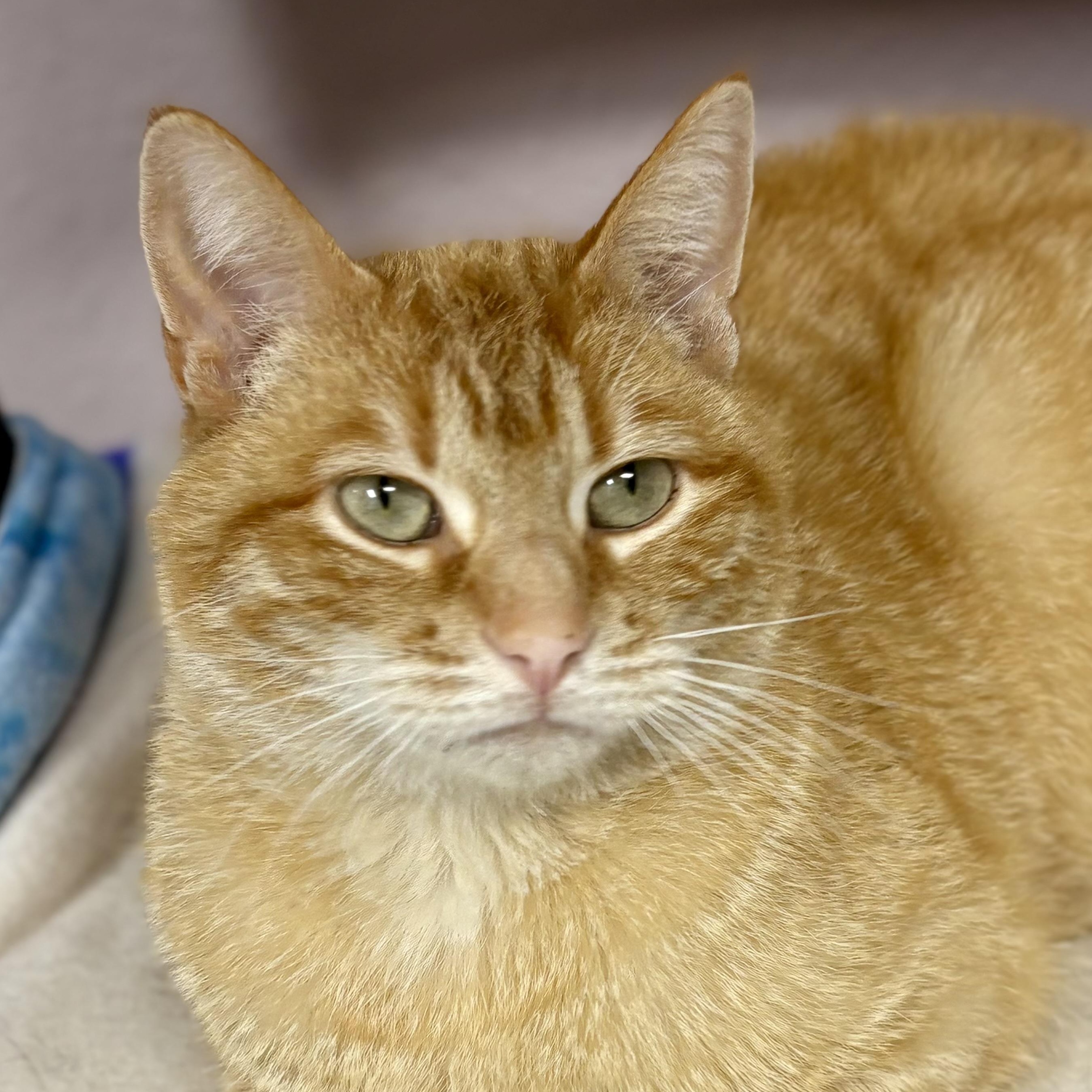 Enlarge Blaze , an adopted mixed breed in Charles City, IA image 5/5