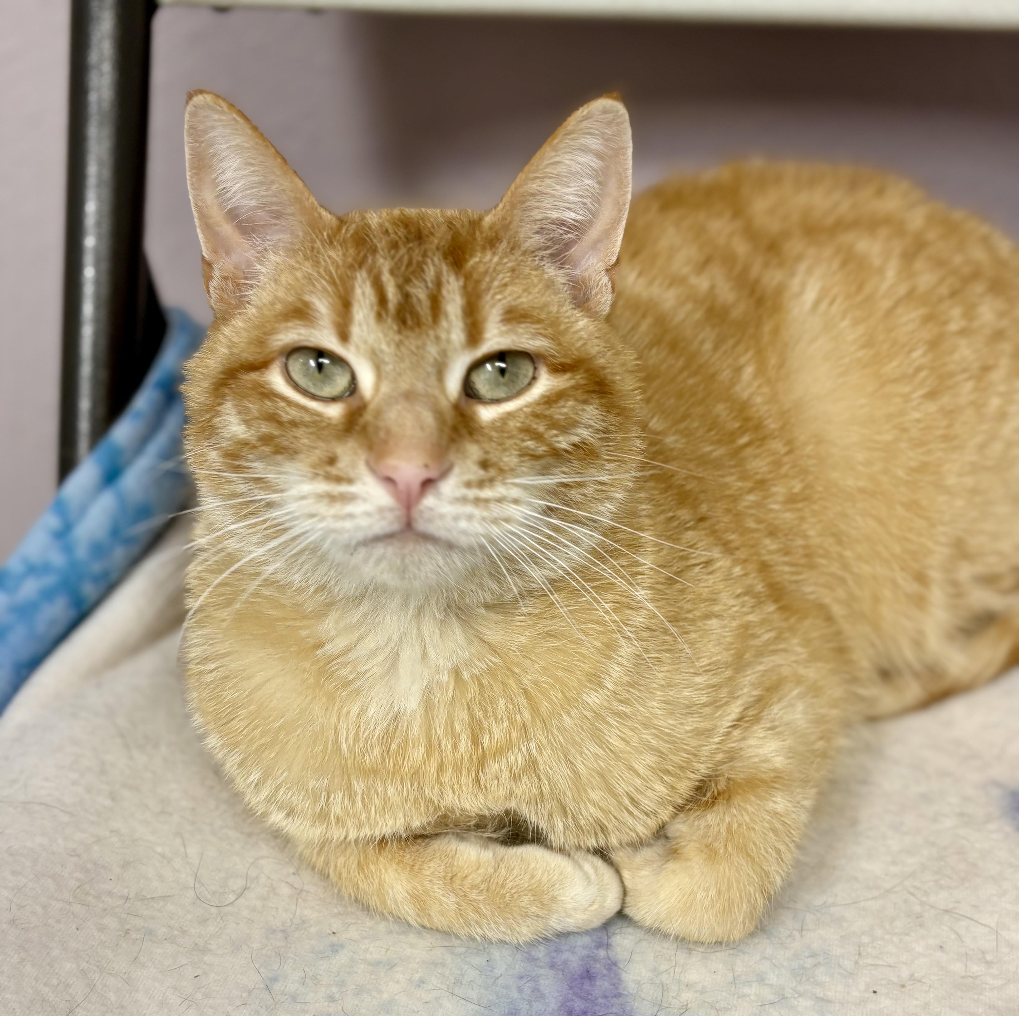 Enlarge Blaze , an adopted mixed breed in Charles City, IA image 1/5