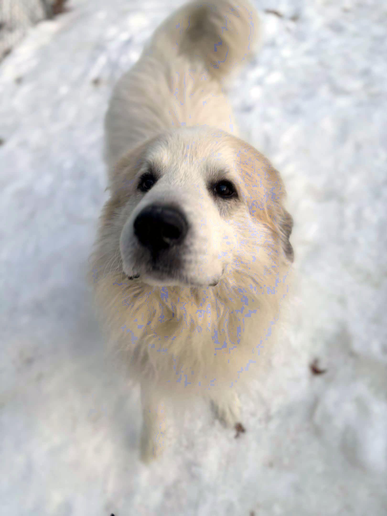 Enlarge Sam, a ADOPTABLE Great Pyrenees in Houghton, MI image 1/1