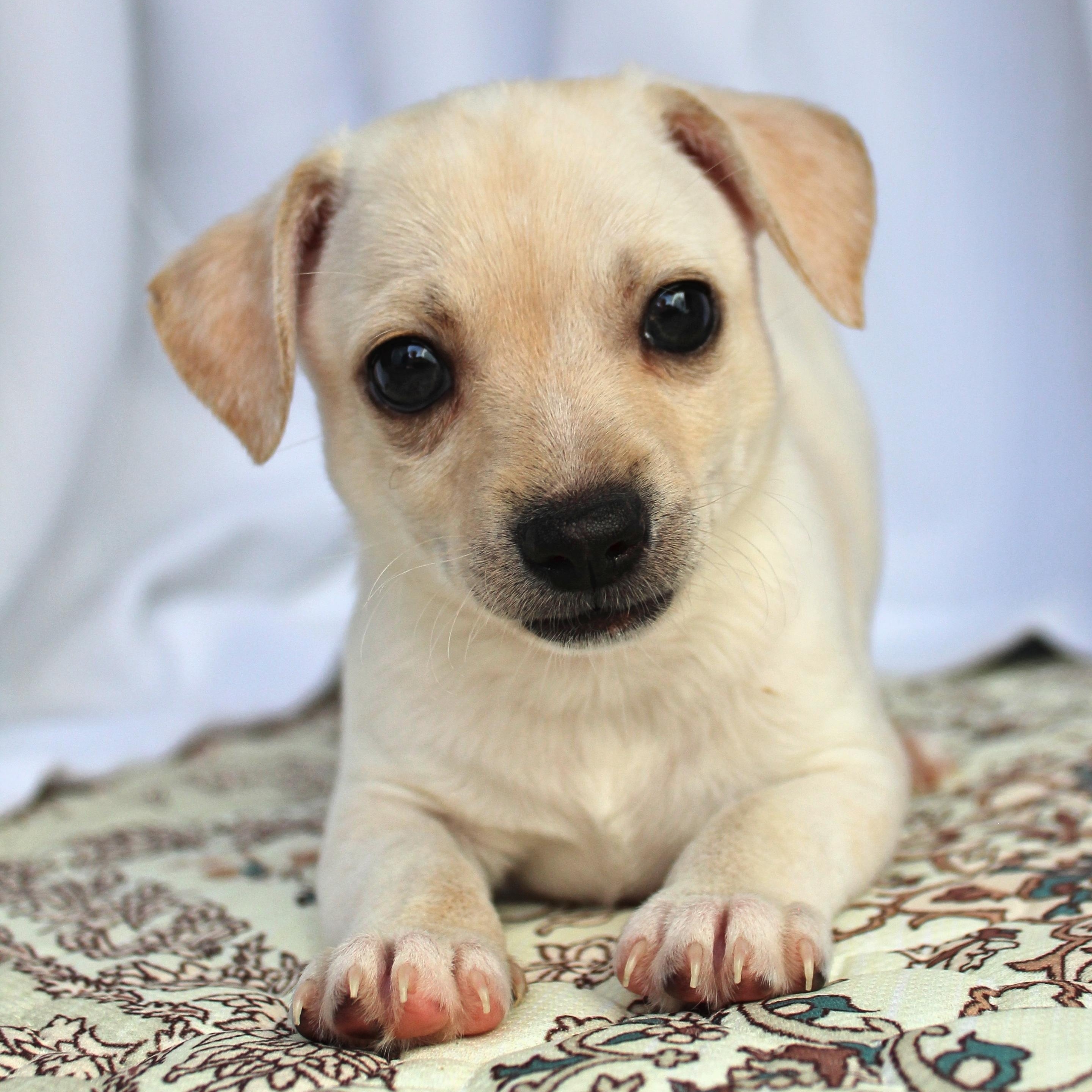 Peter, ADOPTABLE, Puppy Male Chihuahua.