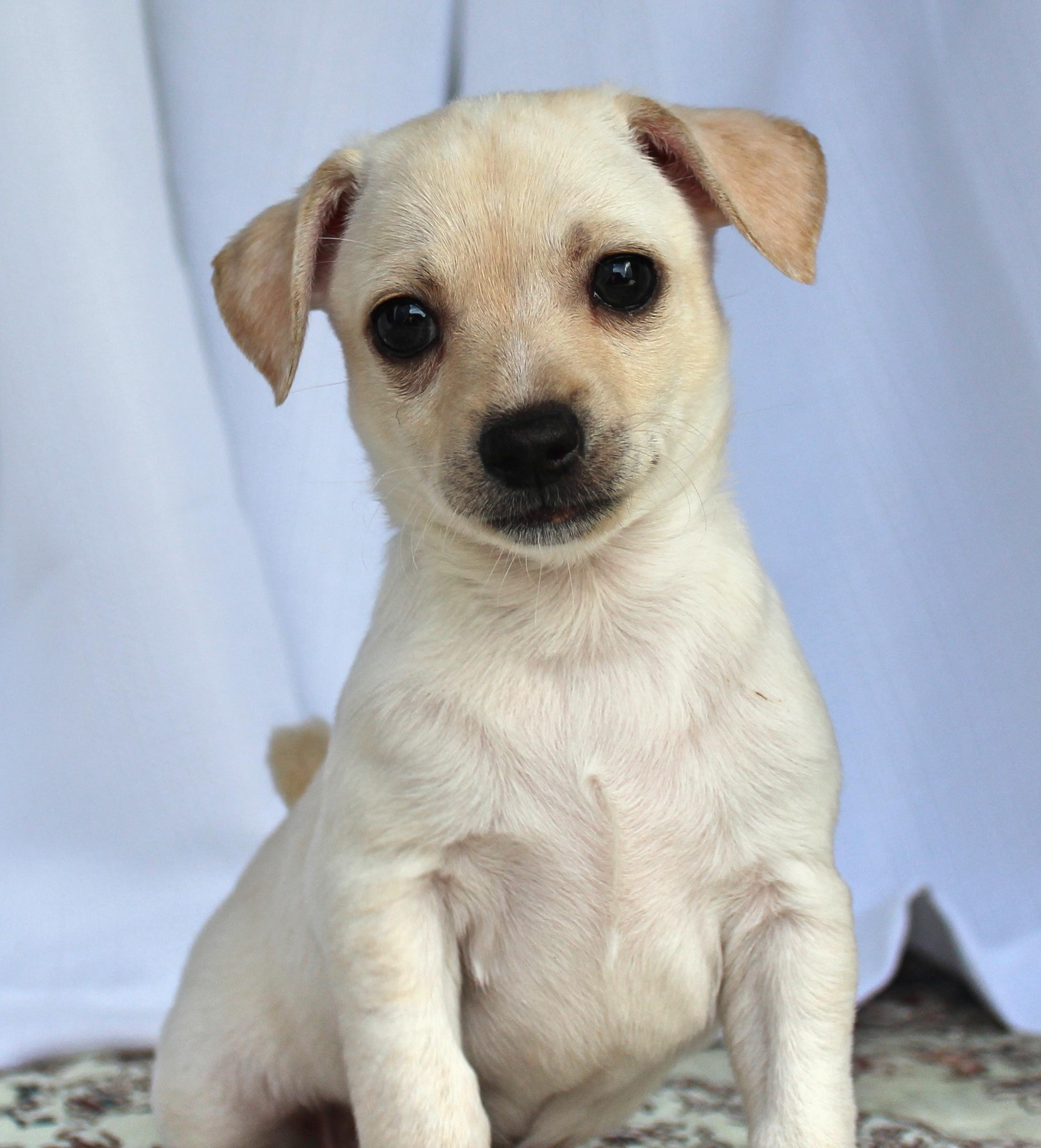 Enlarge Peter, a ADOPTABLE mixed breed in Springfield, OH image 2/3