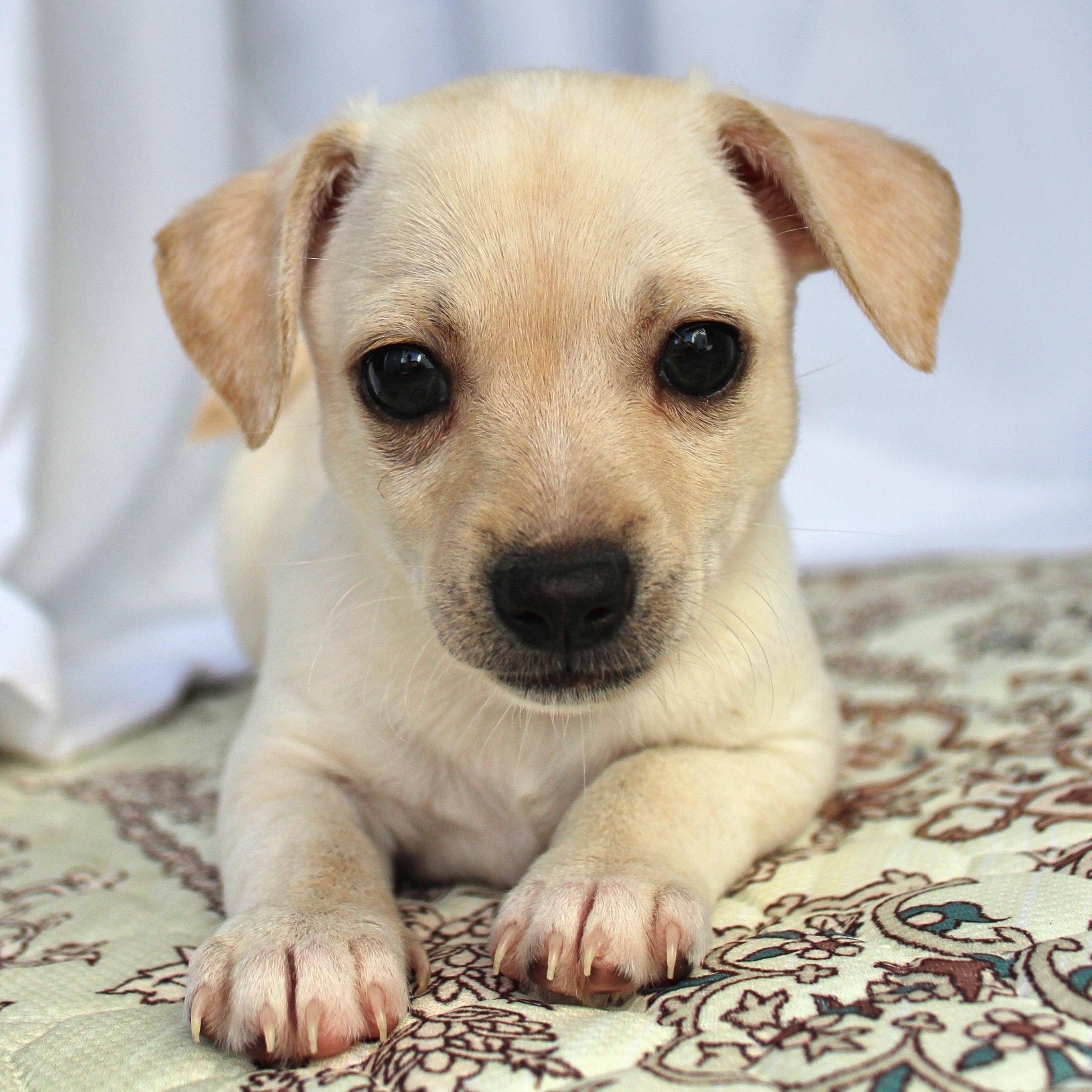 Enlarge Peter, a ADOPTABLE mixed breed in Springfield, OH image 3/3