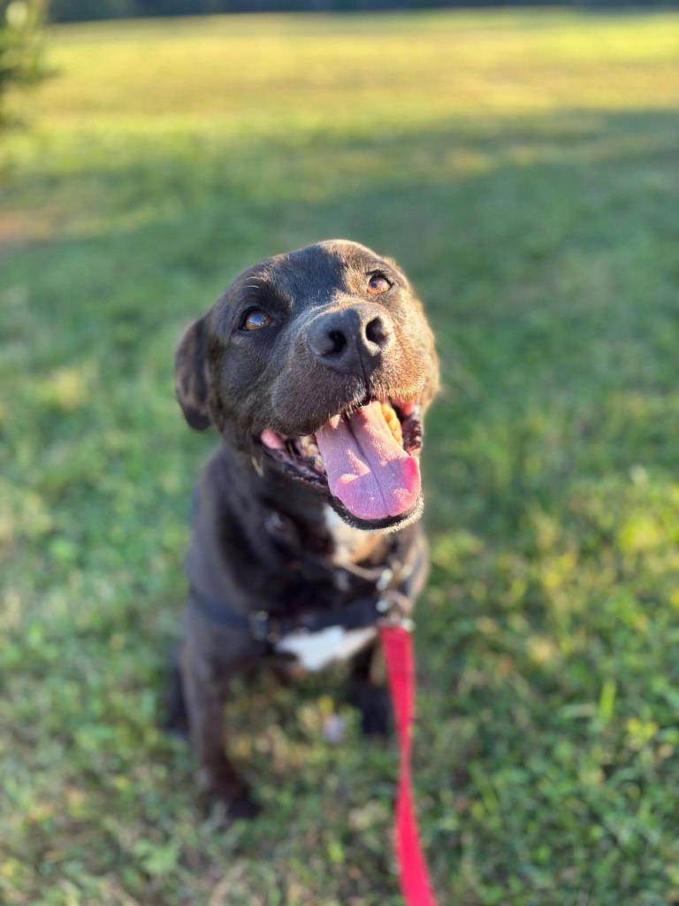 Enlarge Luke *Sponsored Senior, a Adoptable mixed breed in Christiansburg, VA image 2/4