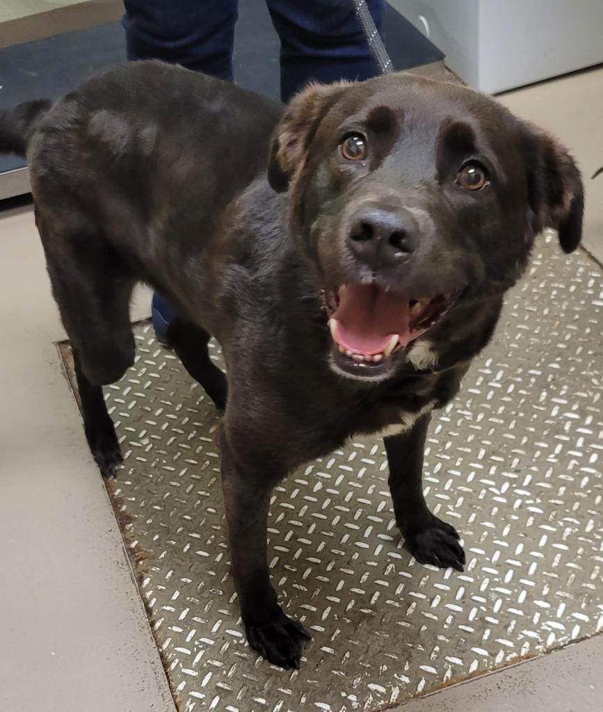 Enlarge Luke *Sponsored Senior, a Adoptable mixed breed in Christiansburg, VA image 3/4