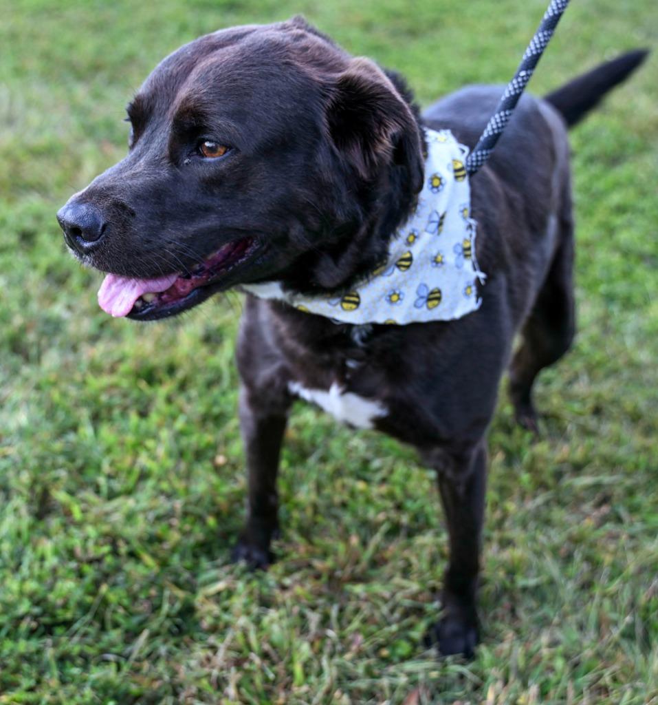 Enlarge Luke *Sponsored Senior, a Adoptable mixed breed in Christiansburg, VA image 4/4
