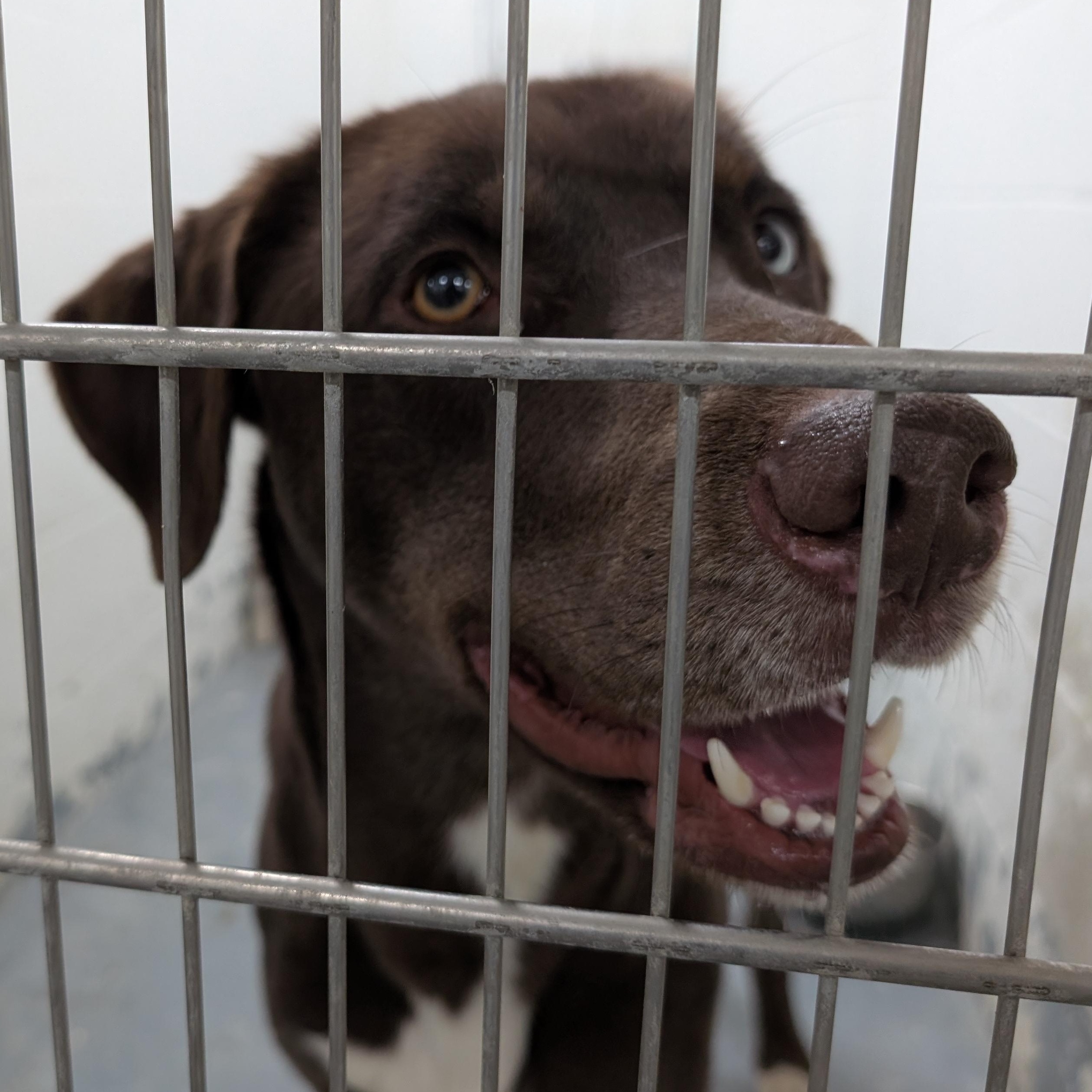 187714 LOOKING FOR OWNER, ADOPTABLE, Adult Male Labrador Retriever.