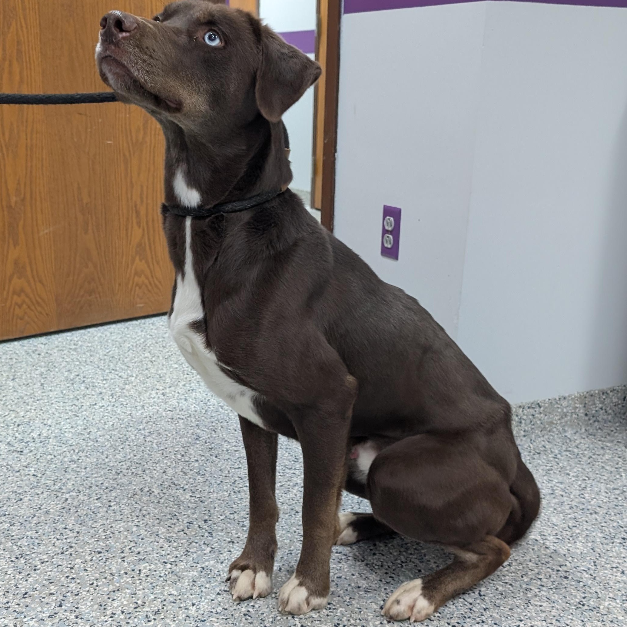 Enlarge 187714 "Steve" , a ADOPTABLE Labrador Retriever in Ravenna, OH image 1/4