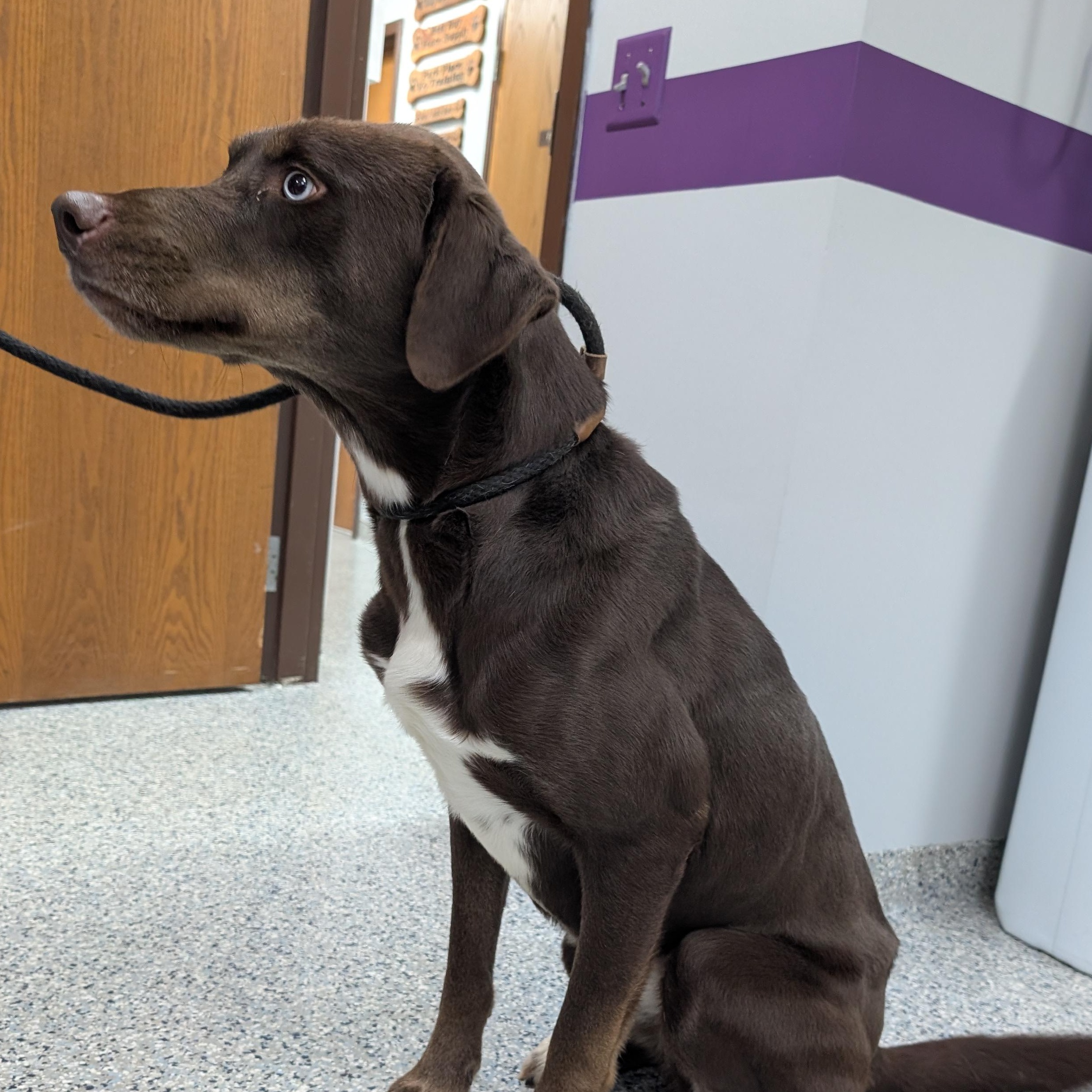 Enlarge 187714 "Steve" , a ADOPTABLE Labrador Retriever in Ravenna, OH image 2/4