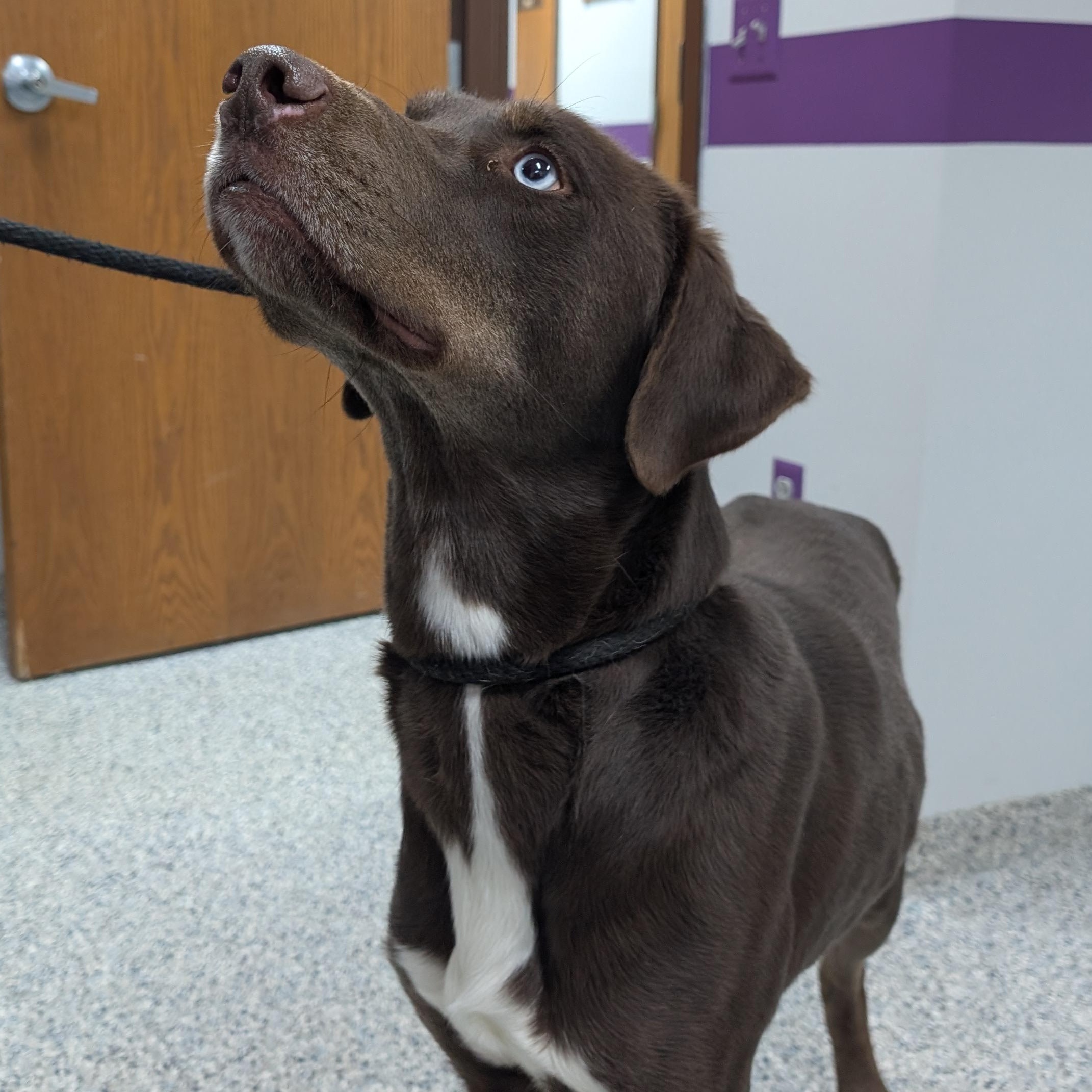 Enlarge 187714 "Steve" , a ADOPTABLE Labrador Retriever in Ravenna, OH image 3/4